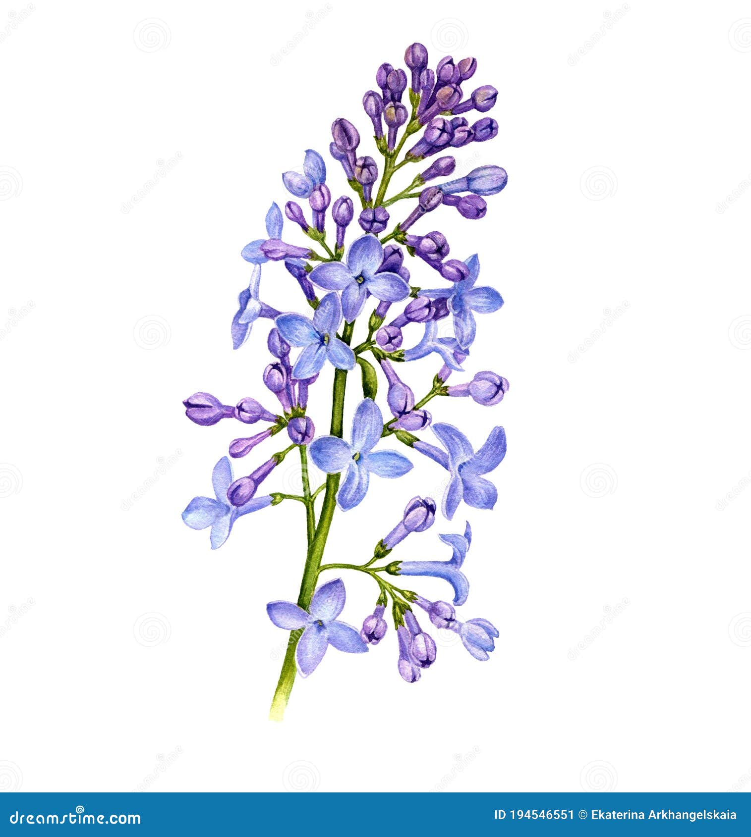 Lilac Drawing Images – Browse 284,490 Stock Photos, Vectors, and Video