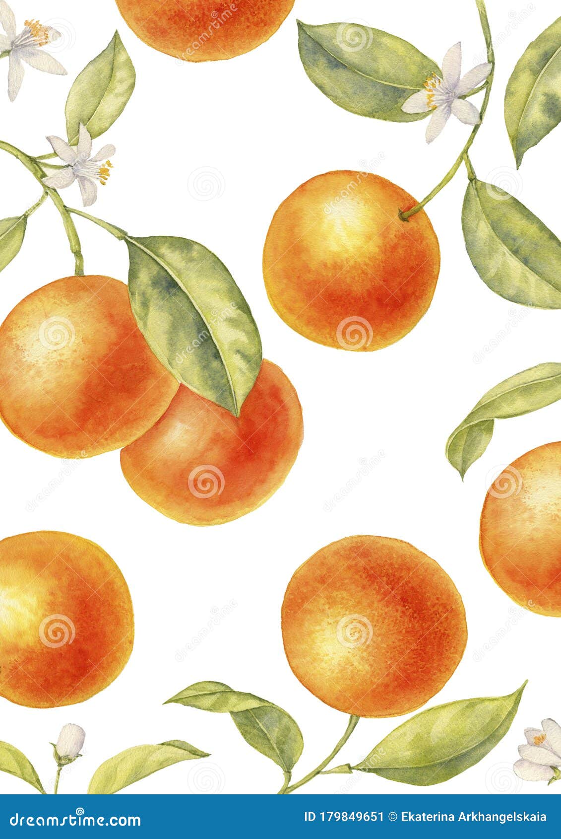 Watercolor Drawing Branch Of Orange Tree Stock Illustration Illustration Of Botanic Botany Watercolor Drawing Branch Of Orange Tree Stock Illustration Illustration Of Botanic Botany