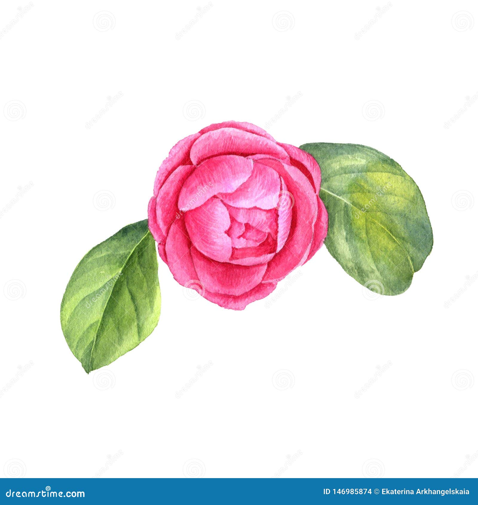 Watercolor Drawing Camellia Flower Stock Illustration - Illustration of ...