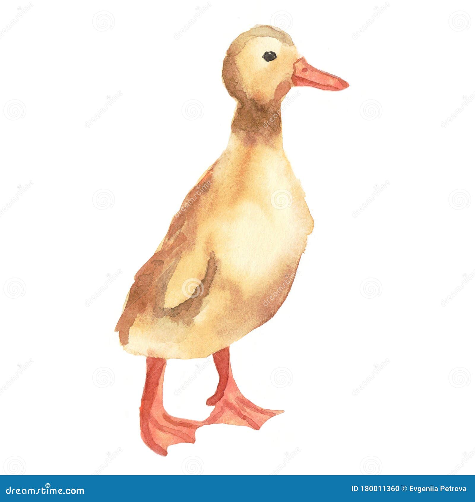 duckling drawings