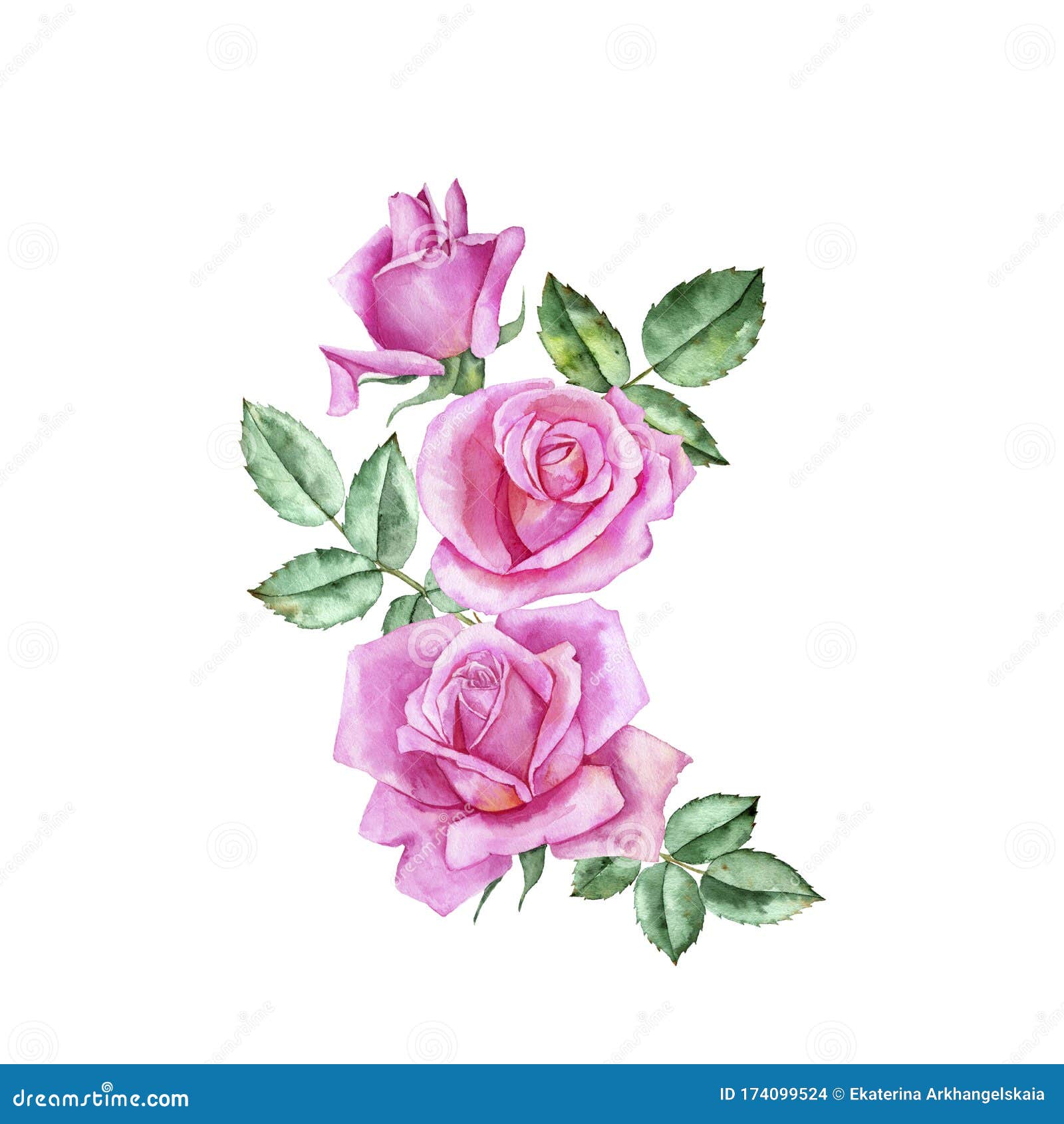 Watercolor Drawing Flowers of Rose Stock Illustration - Illustration of ...