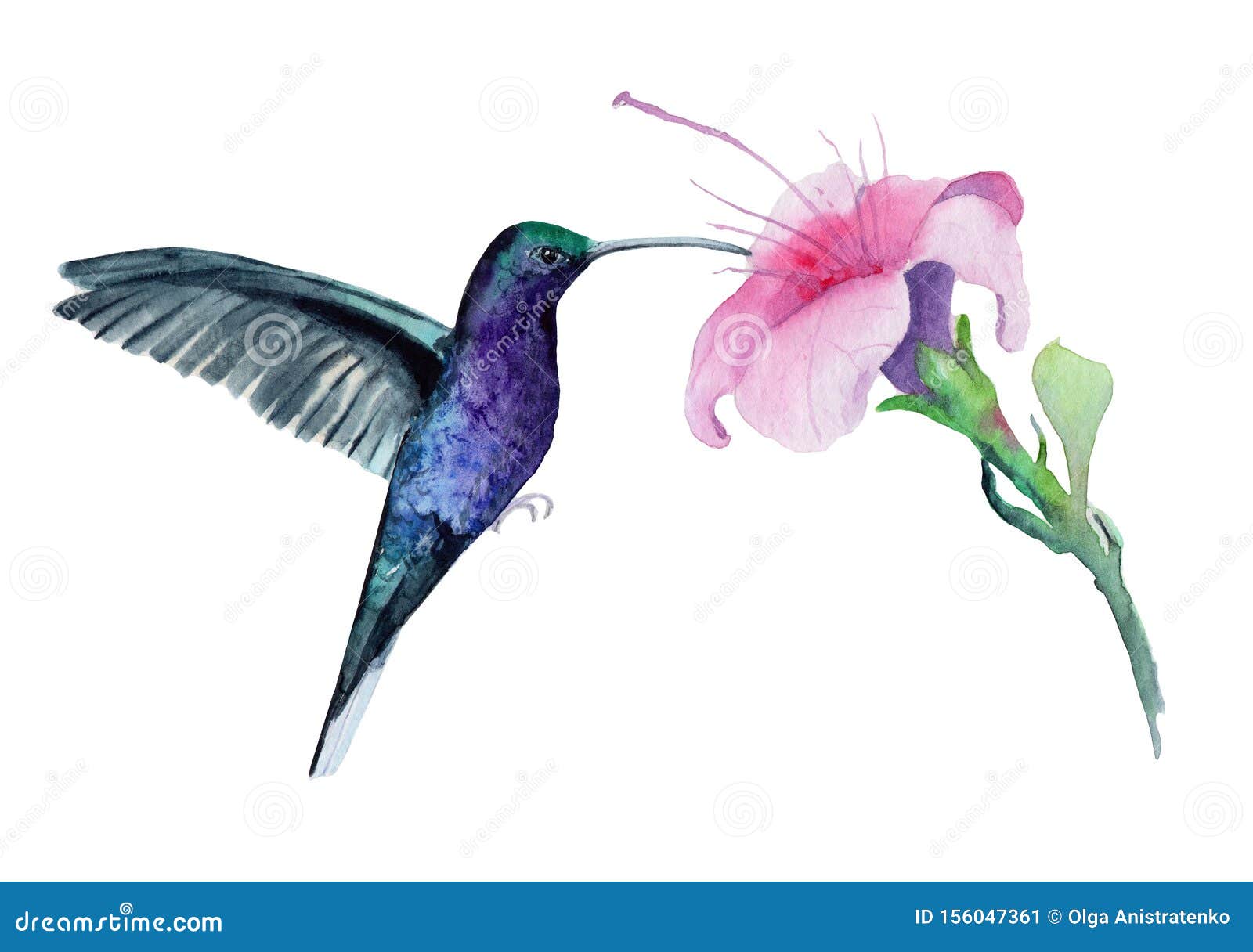 Hummingbird Eating From Flower Drawing