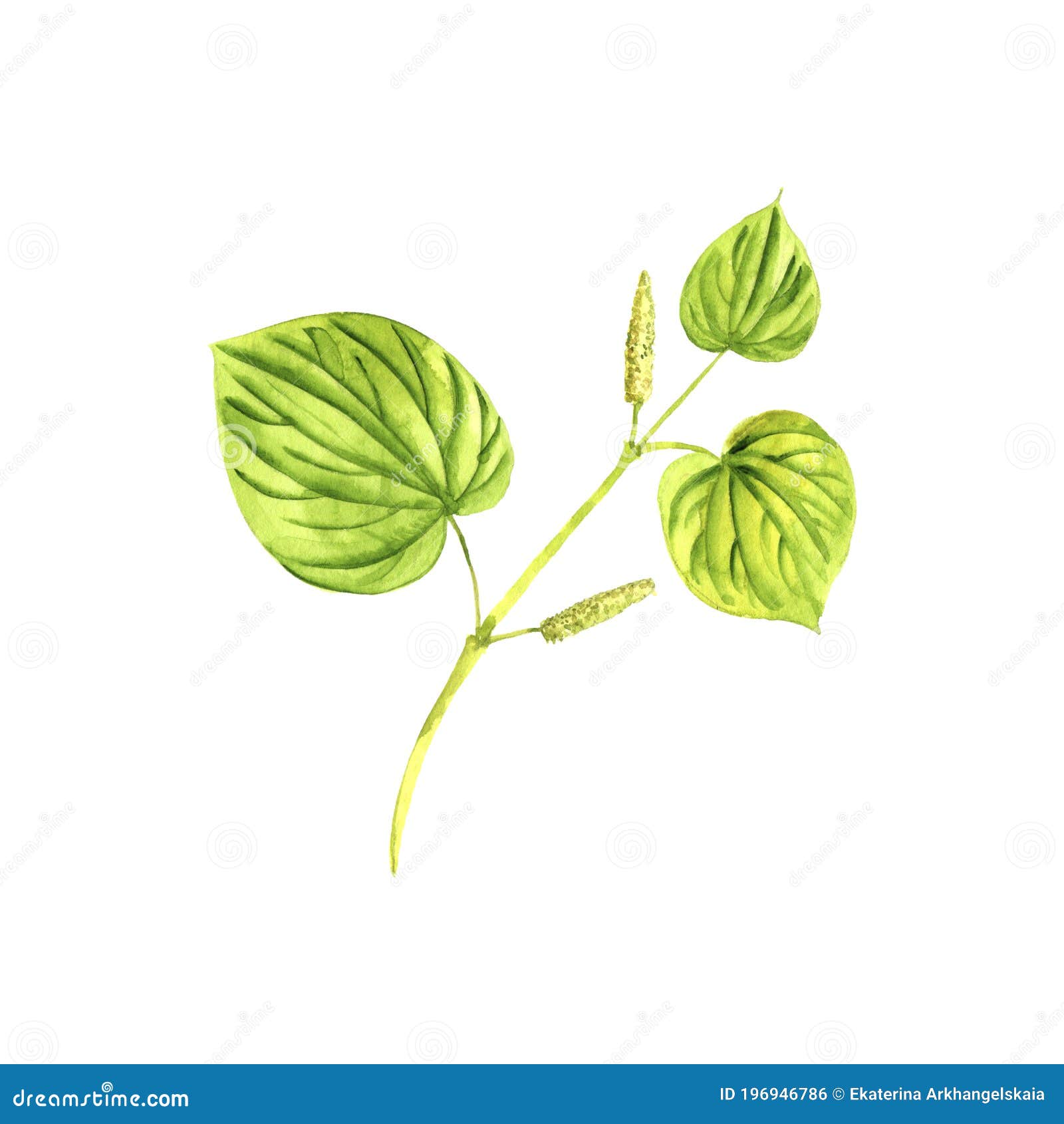 Aggregate 80+ pea plant sketch - seven.edu.vn