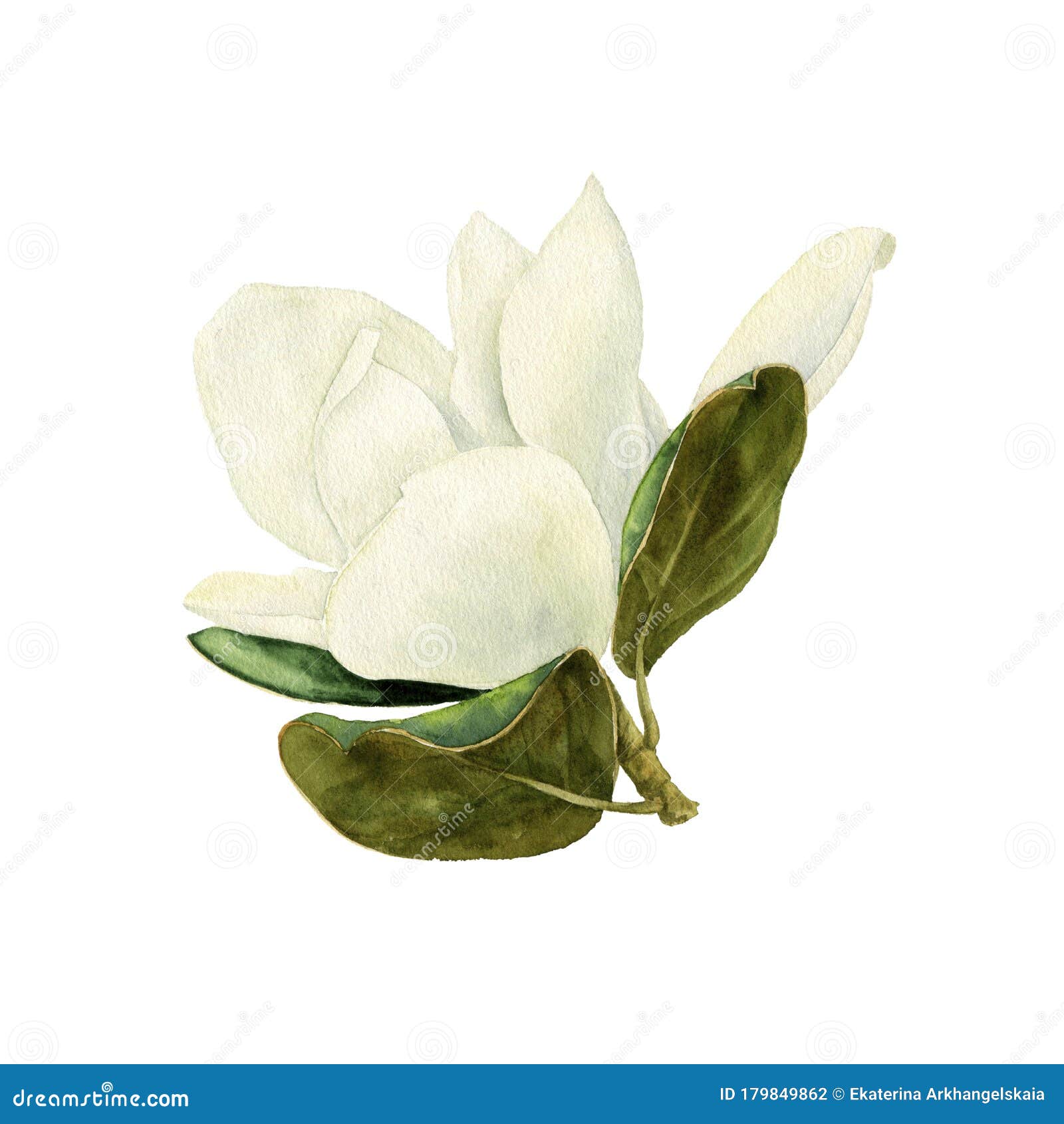 Line Drawing Spring Magnolia Flower Illustration PNG Images | AI Free  Download - Pikbest