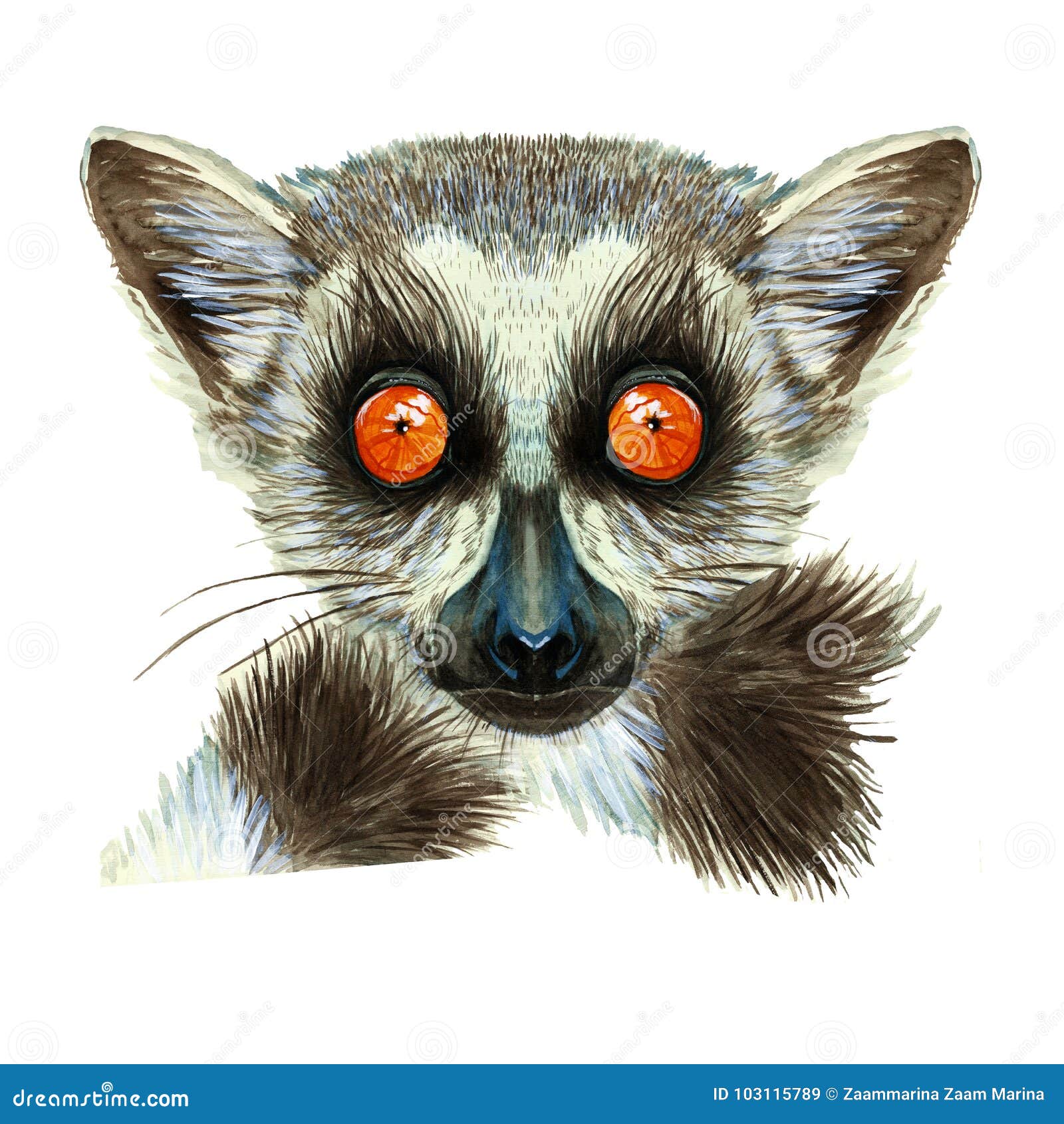Watercolor Drawing of Mammal Animal of Lemur with Large Orange Eyes with Hair and Tail, Portrait of Lemur, on White Background Fo Stock Illustration - Illustration of orange, furry: 103115789 Watercolor Drawing of Mammal Animal of Lemur with Large Orange Eyes with Hair and Tail, Portrait of Lemur, on White Background Fo Stock Illustration - Illustration of orange, furry: 103115789