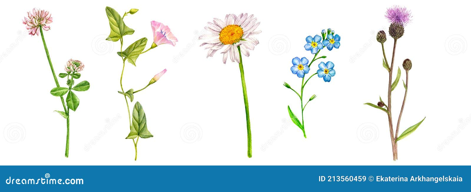 Watercolor Drawing Set of Wild Flowers Stock Illustration ...