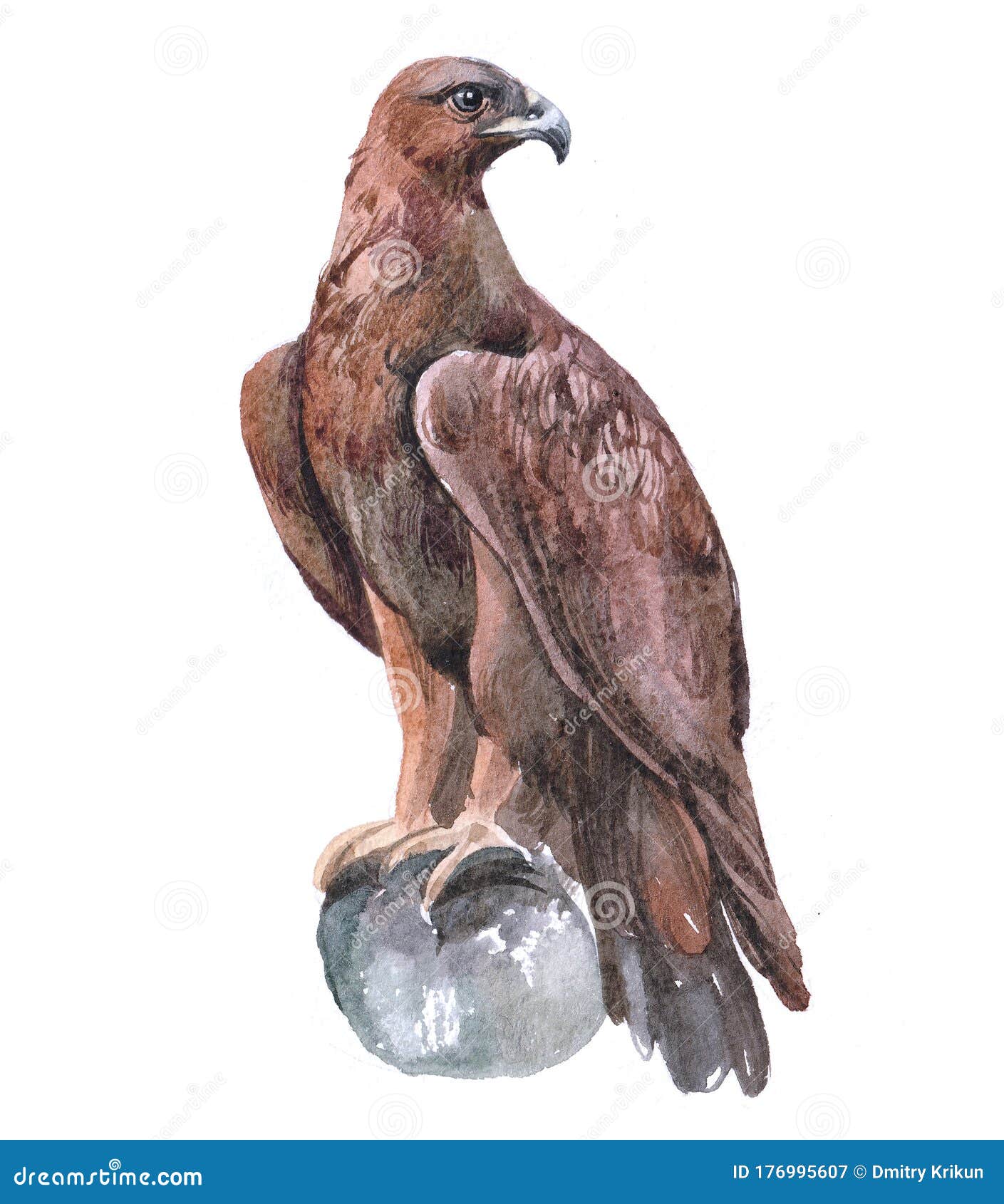 watercolor eagle bird animal