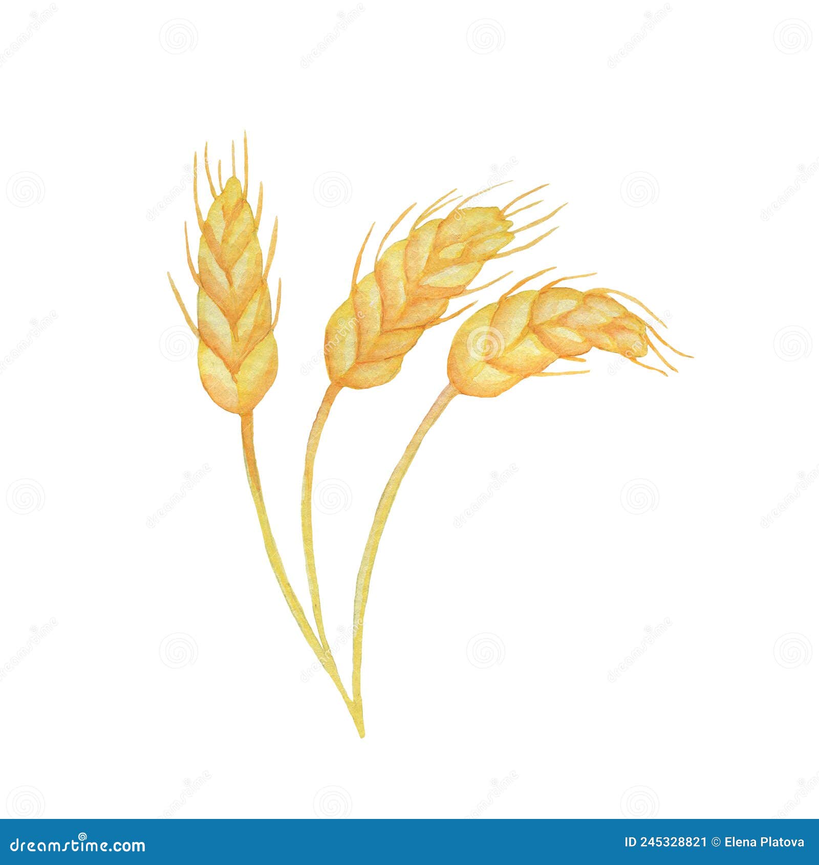 Watercolor Ear of Wheat Isolated on White Background, Farm Spikelets of ...