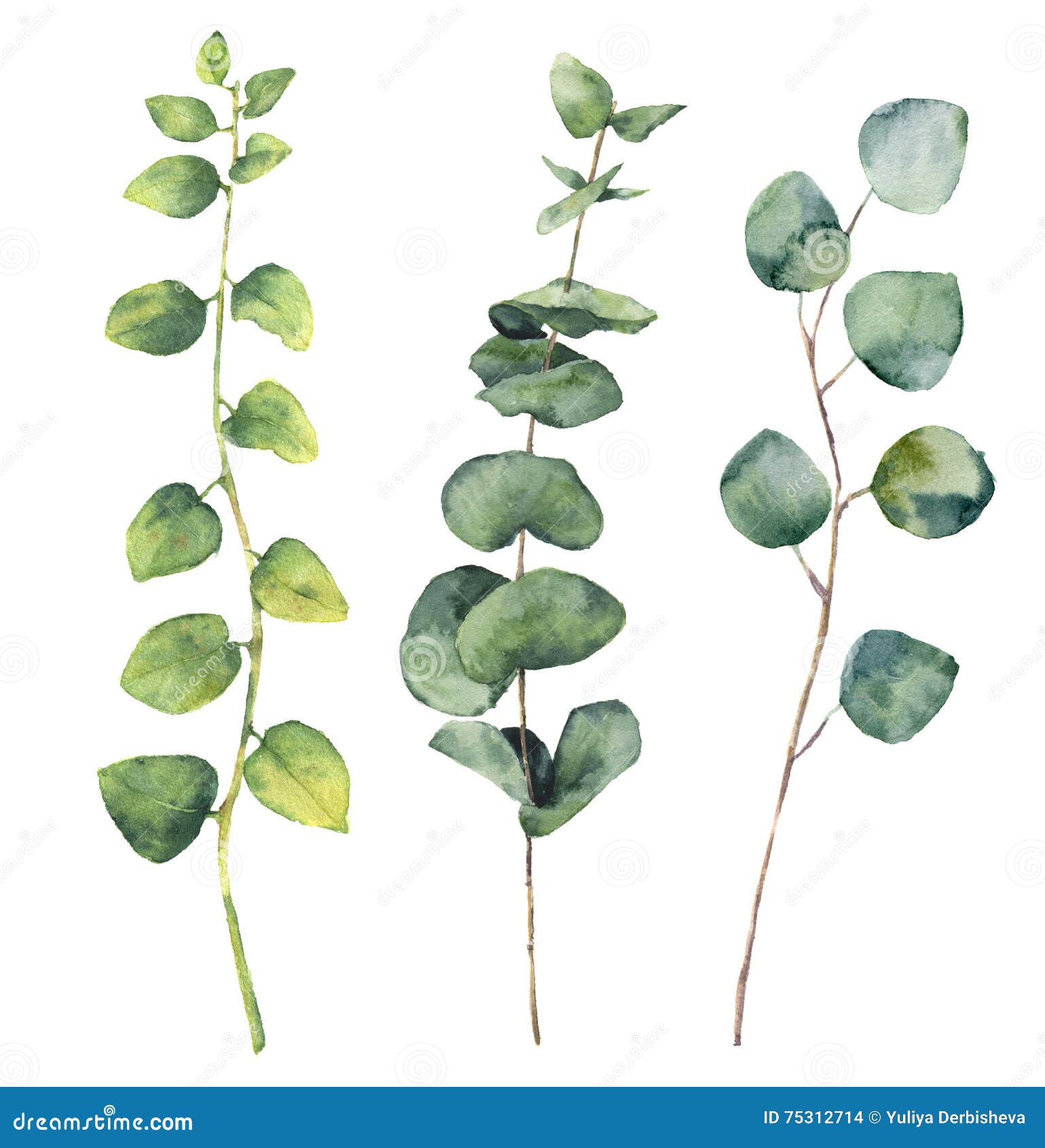 watercolor eucalyptus round leaves and twig branches.