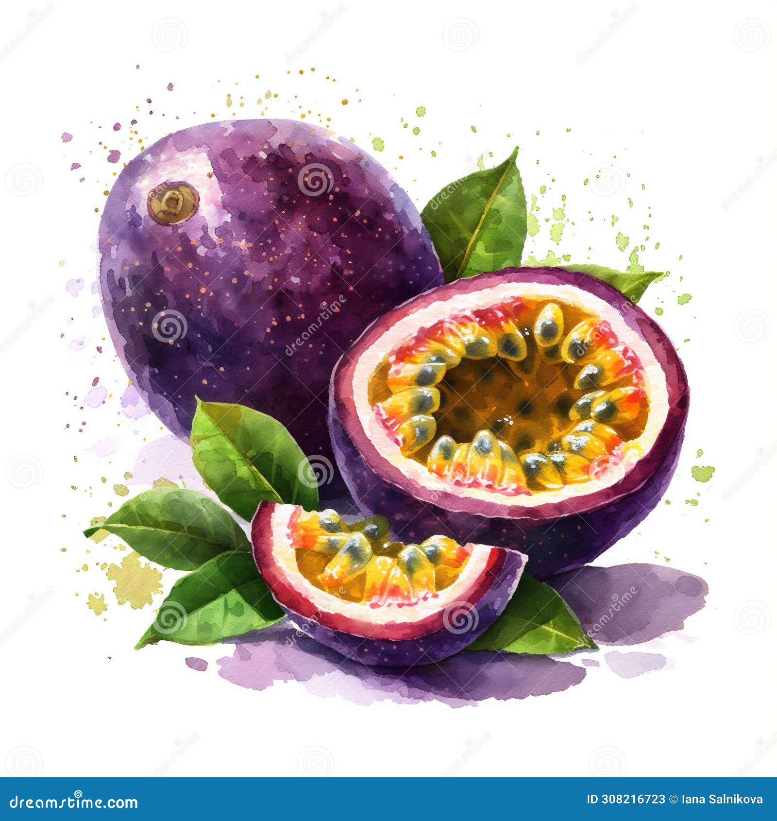 Watercolor Exotic Passion Fruit With Leaves Botanical Clip Art Stock