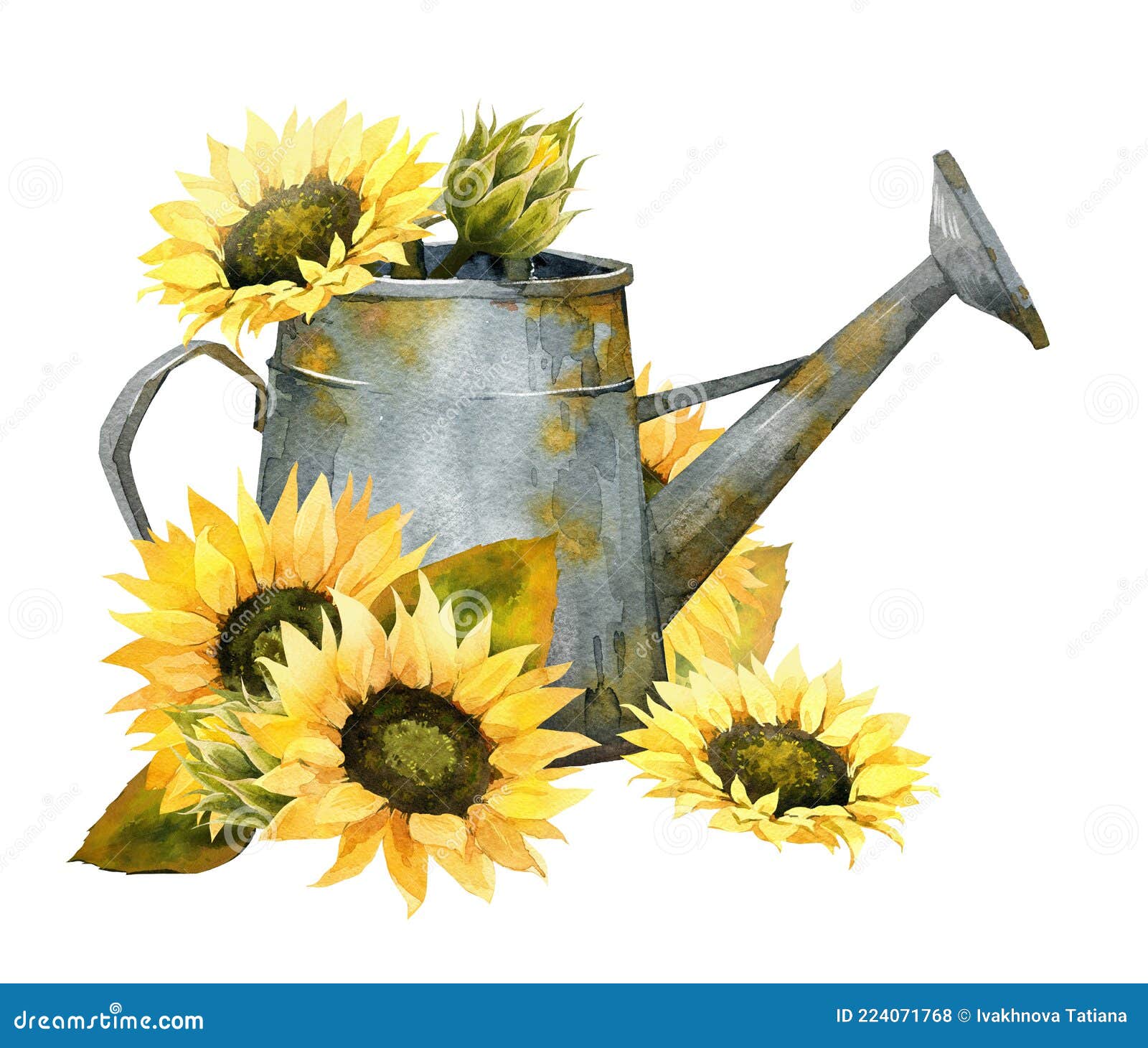 watercolor fall sunflower , rustic clipart. autumn harvest clip art, thanksgiving day art,