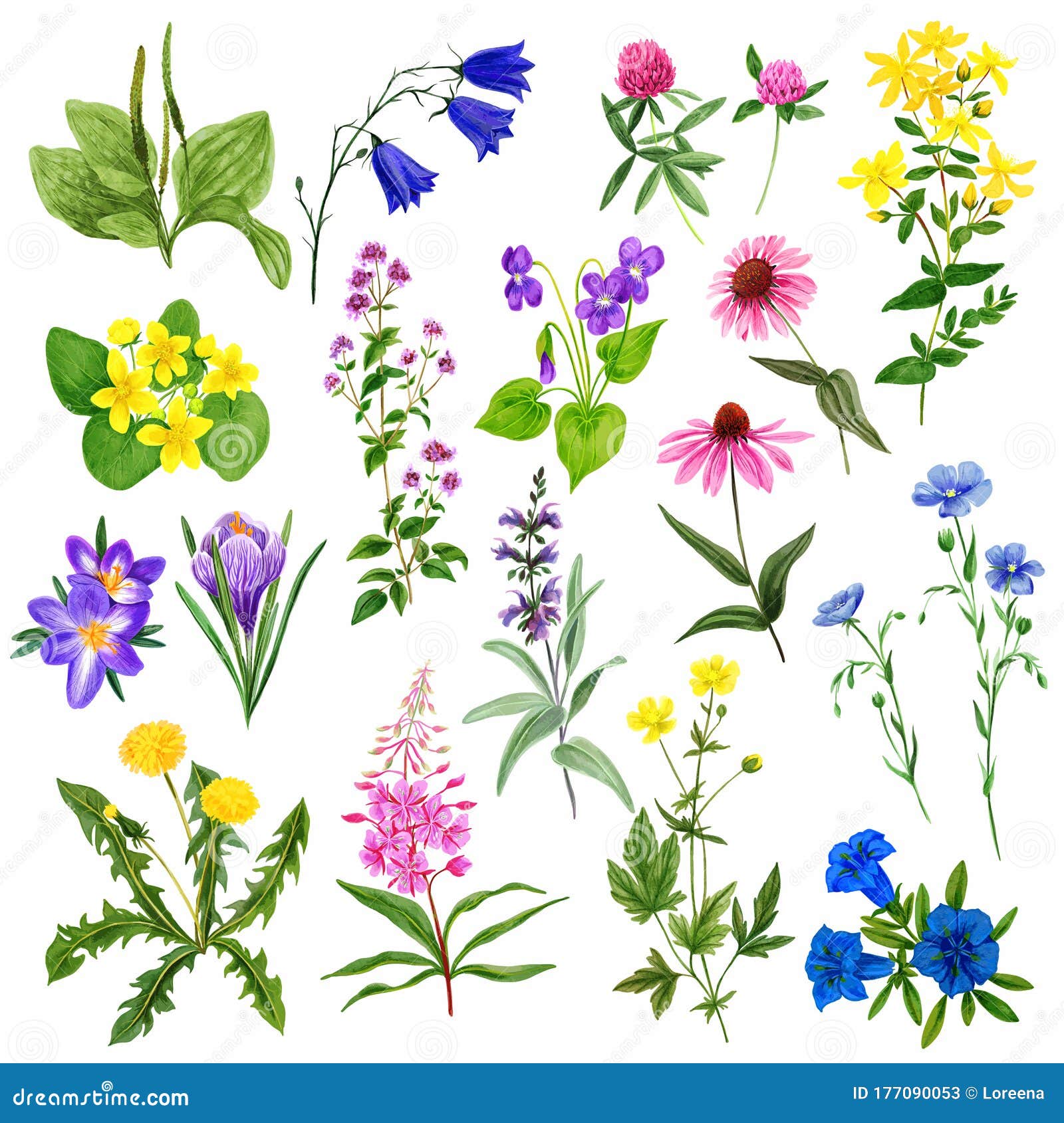 Watercolor Field Flowers Set, Wild Herbs and Plants Stock Vector ...