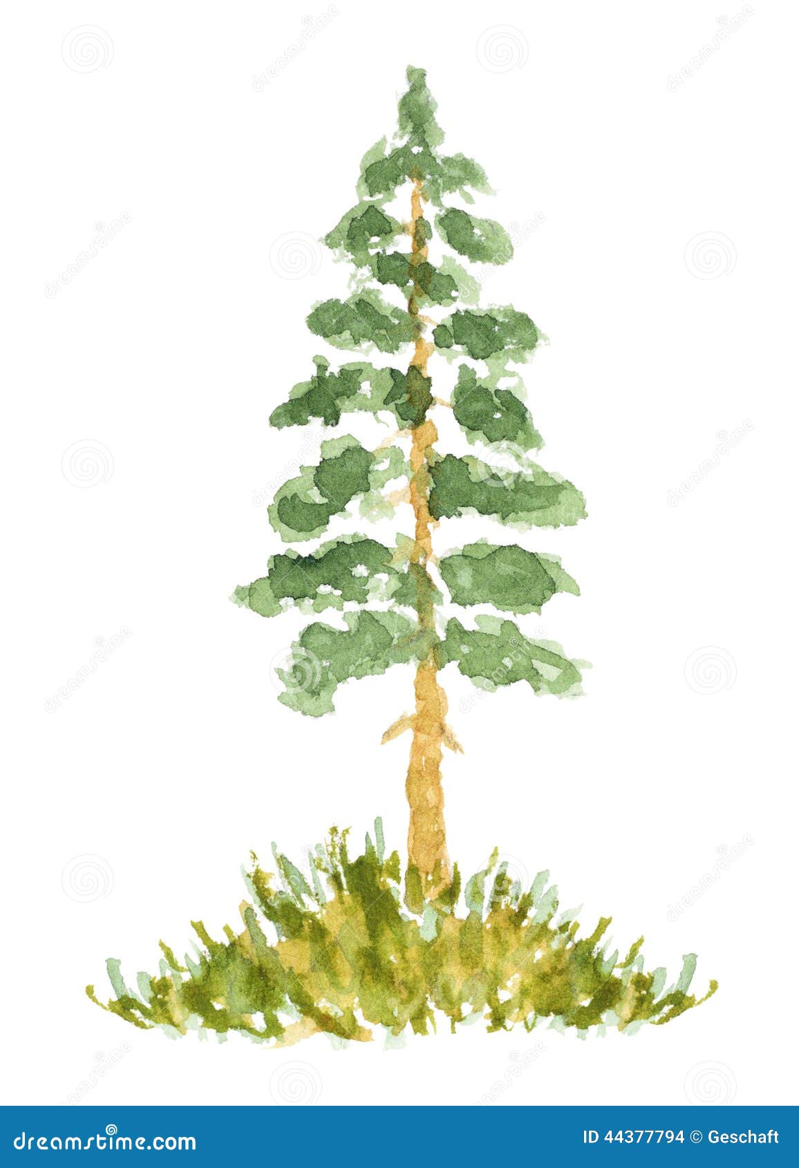 Watercolor Fir Tree, Hand Drawn and Painted Stock Illustration Illustration of floral, green