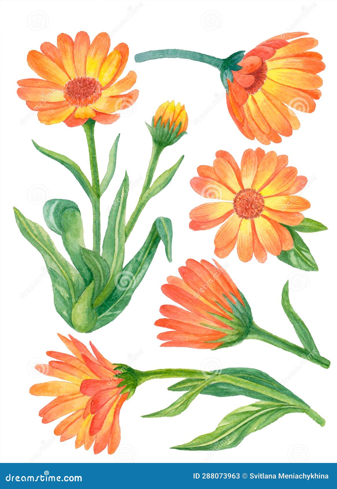 Watercolor Calendula Clipart, Floral Illustration Stock Illustration ...