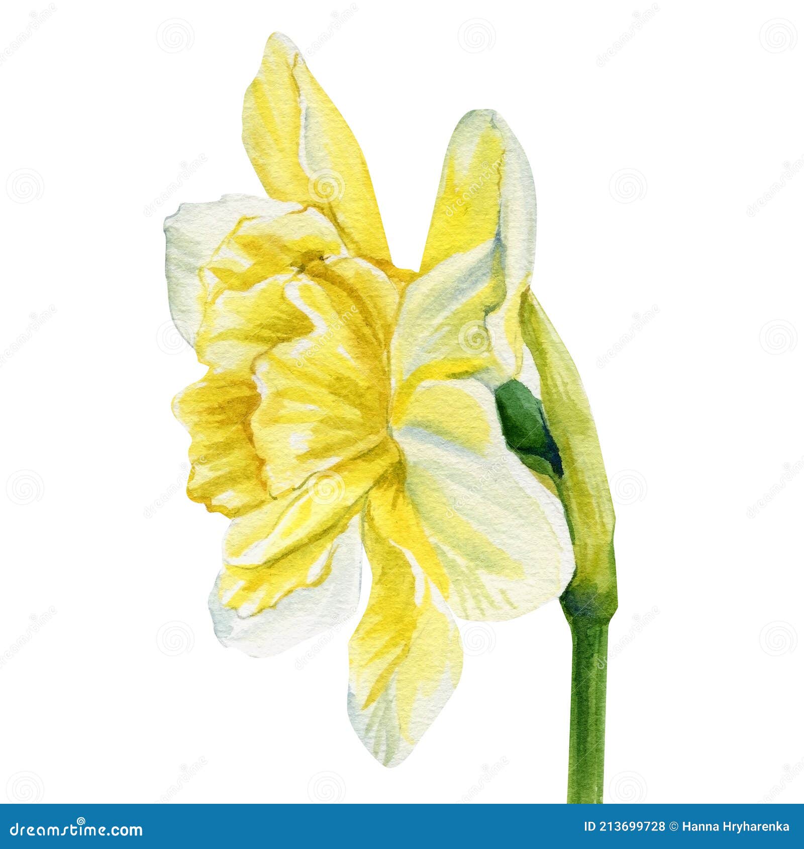 Watercolor Flower Daffodil on Isolated White Background, Botanical ...