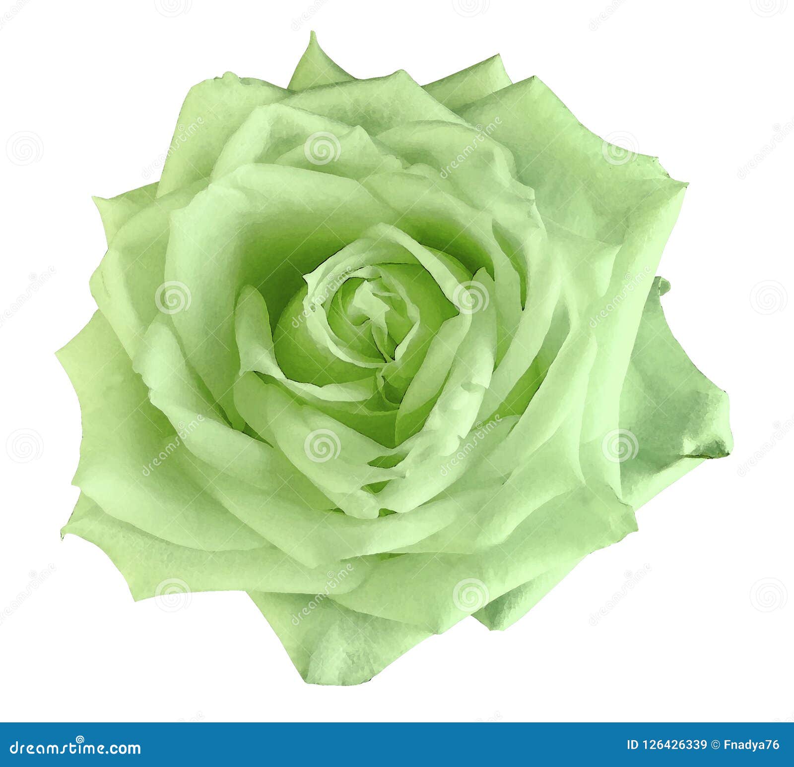 Watercolor Green Flower Roses. Isolated on an White Background. Closeup.  for Design. Stock Image - Image of cosmetics, garden: 126426339