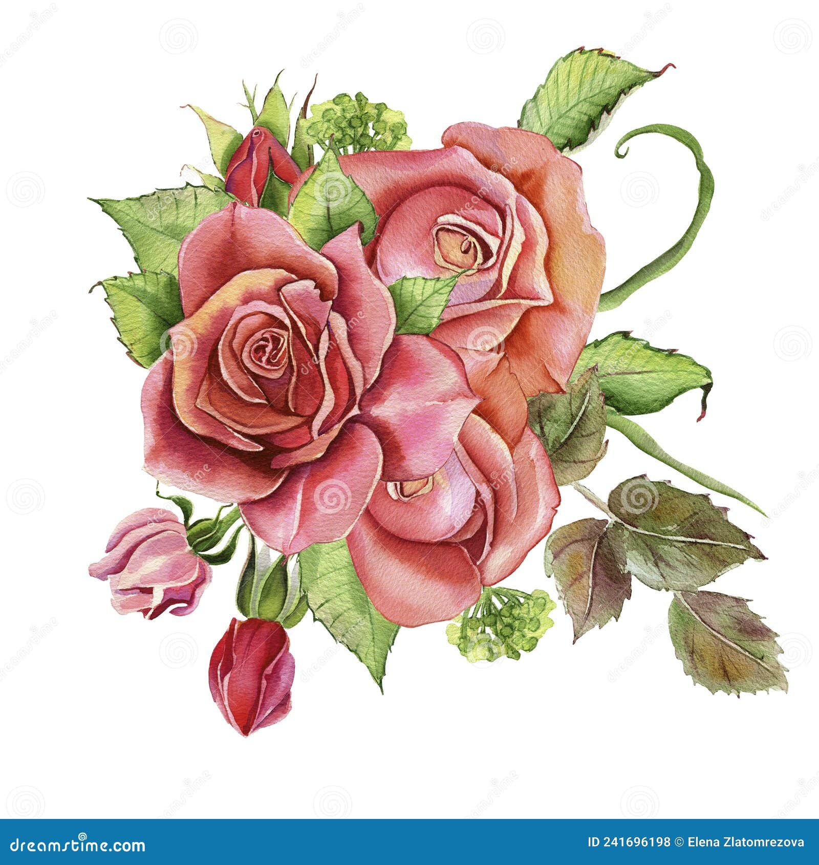 Watercolor Flowers. Classic Pink Rose, Green Foliage. Floral ...