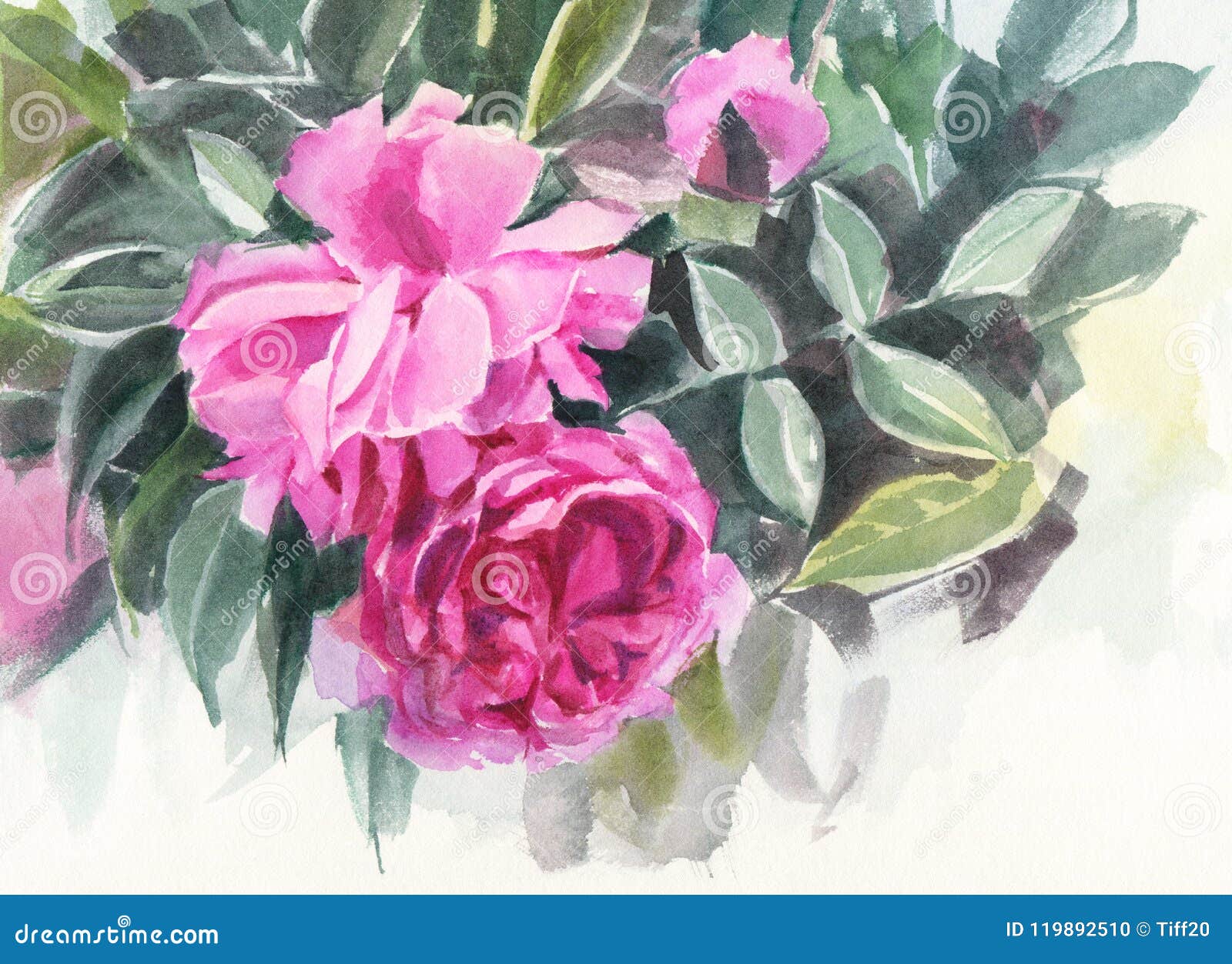 Watercolor Flowers. Dog Rose Stock Illustration - Illustration of ...