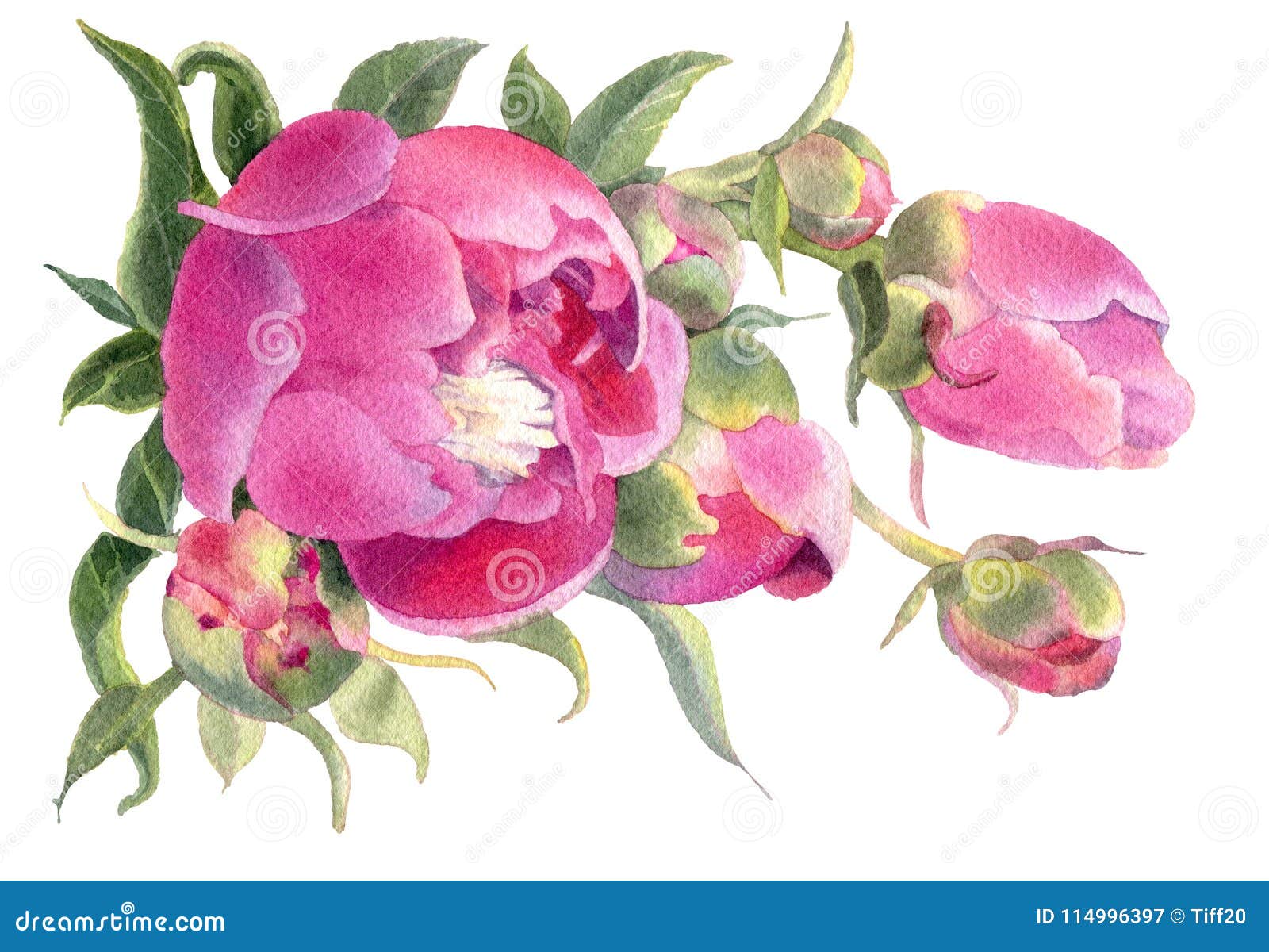 Watercolor Flowers. Peonies. Stock Illustration - Illustration of ...