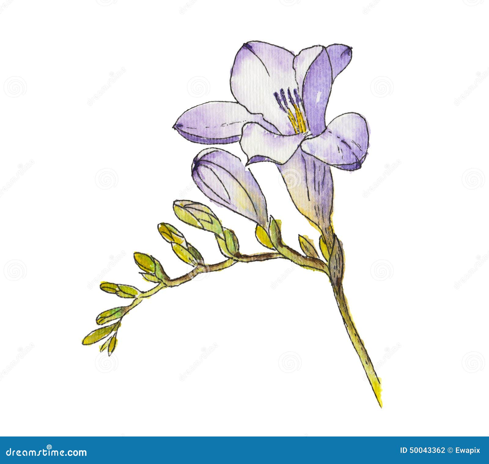 Watercolor Of Freesia Flower. Stock Illustration  Image: 50043362