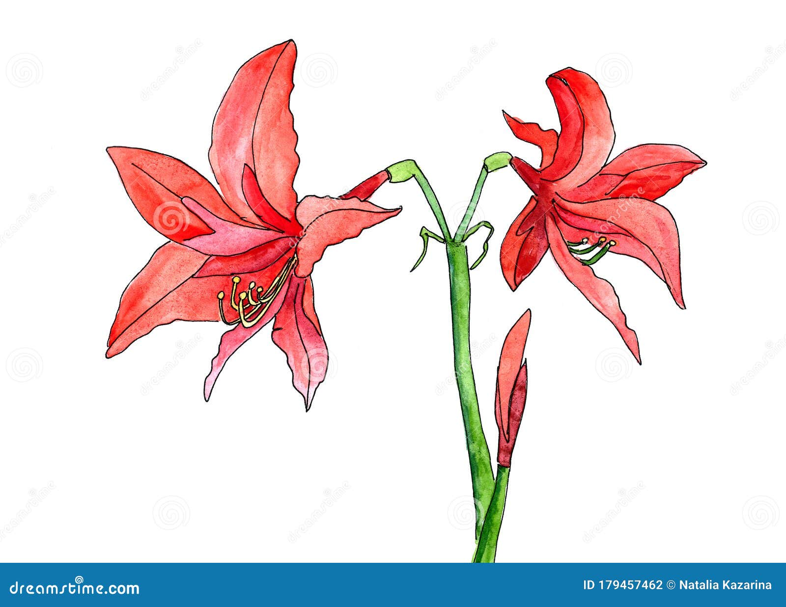 amaryllis flower drawing