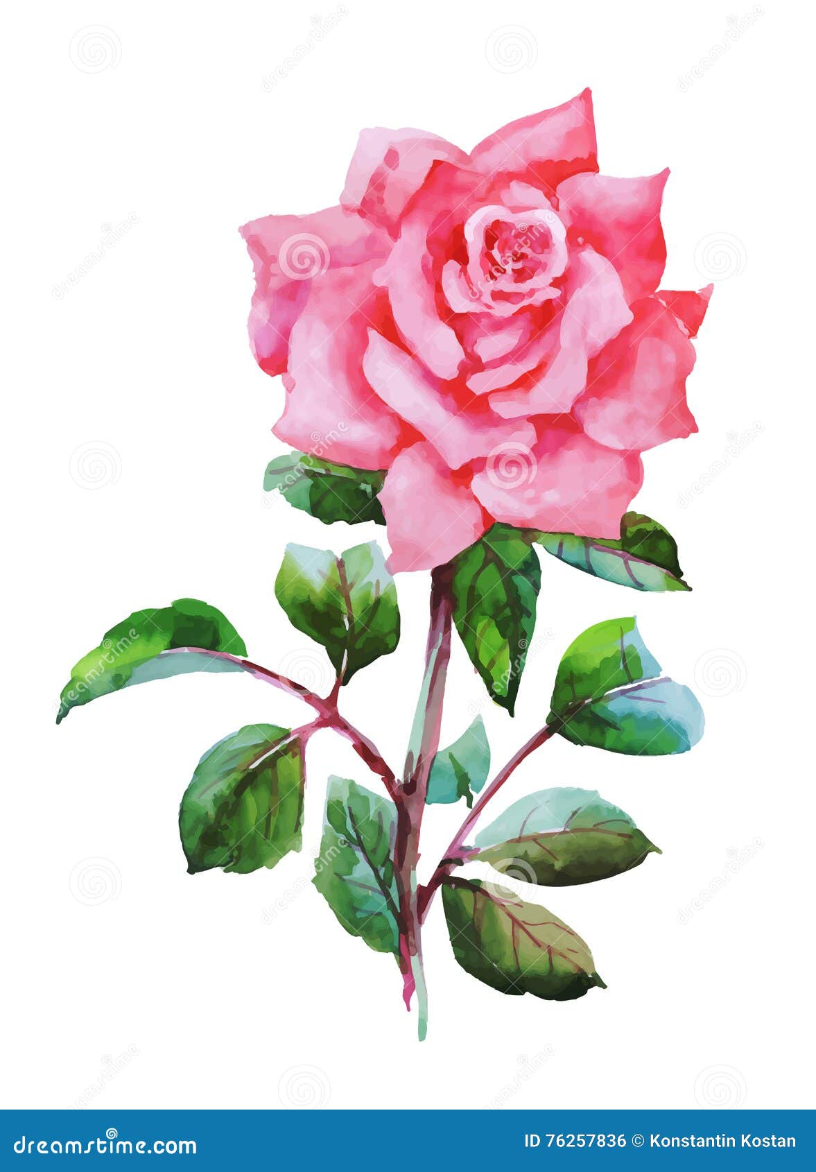 Watercolor Garden Blooming Red Roses Illustration on White Background ...