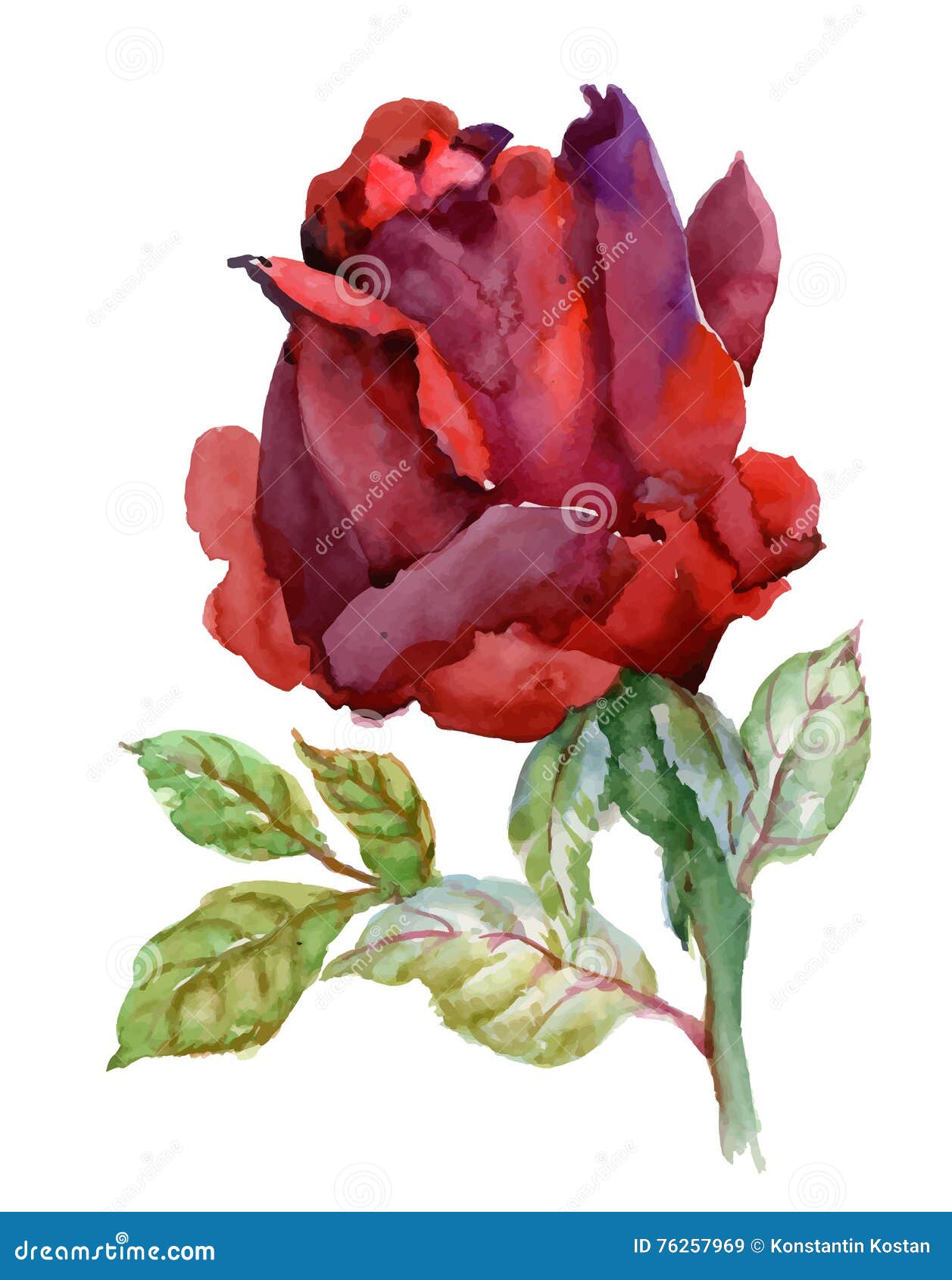 Watercolor Garden Blooming Red Roses Illustration on White Background ...