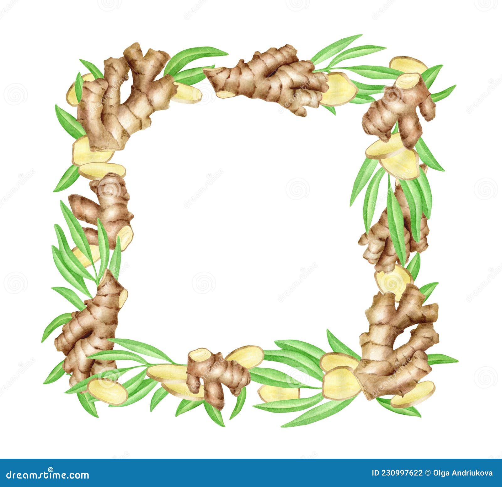 Watercolor Ginger Root Frame with Slices and Leaves. Square Banner Watercolor Ginger Root Frame with Slices and Leaves. Square Banner