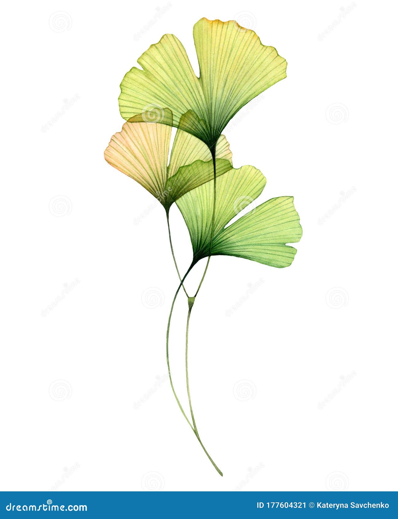 Ginko Biloba Drawn Stock Photos and Pictures - 2,085 Images | Shutterstock