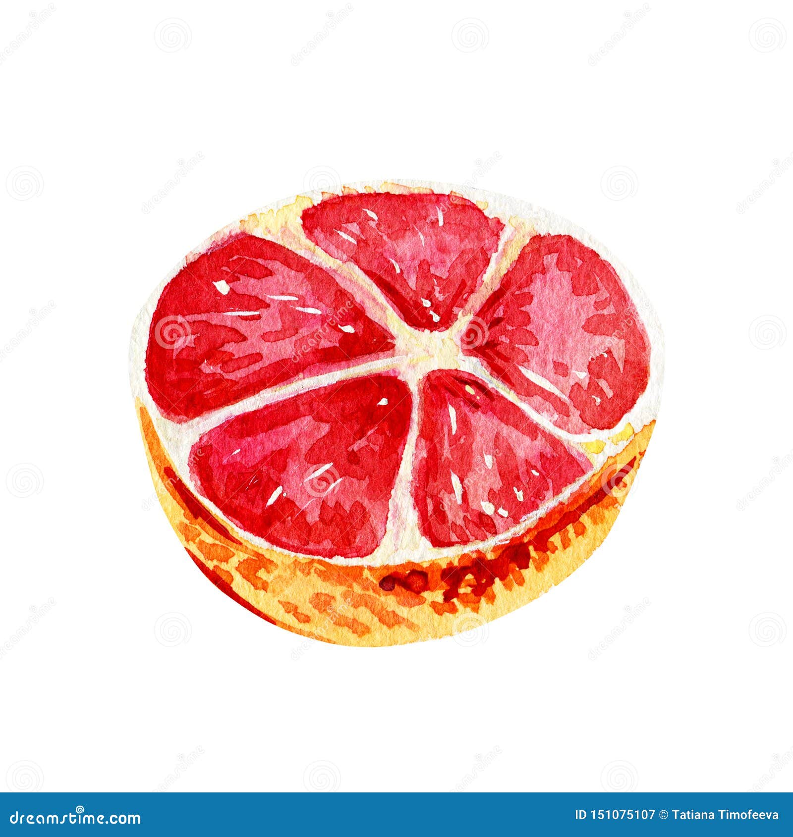 Watercolor Grapefruit Isolated Half Stock Illustration Illustration