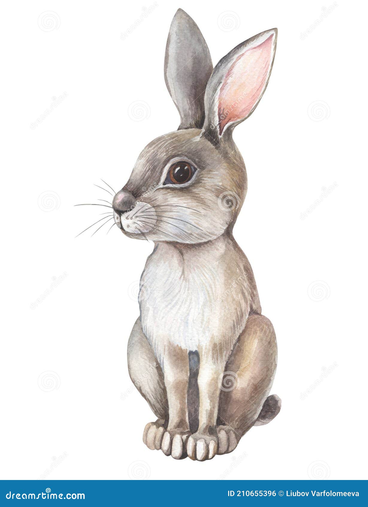 Watercolor Gray Hare on White Background. Isolated of Grey Cartoon Character Stock Photo - Image of grey, drawing: 210655396 Watercolor Gray Hare on White Background. Isolated of Grey Cartoon Character Stock Photo - Image of grey, drawing: 210655396