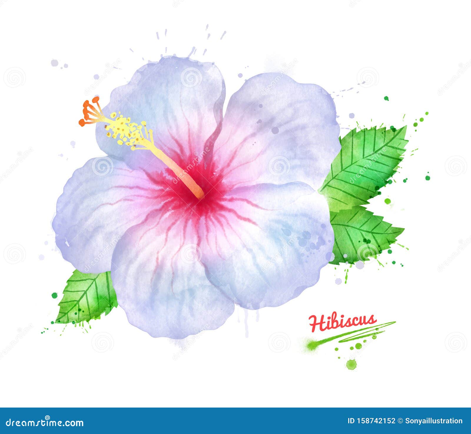 Watercolor Illustration of White Hibiscus Flower Stock Illustration -  Illustration of environment, jungle: 158742152
