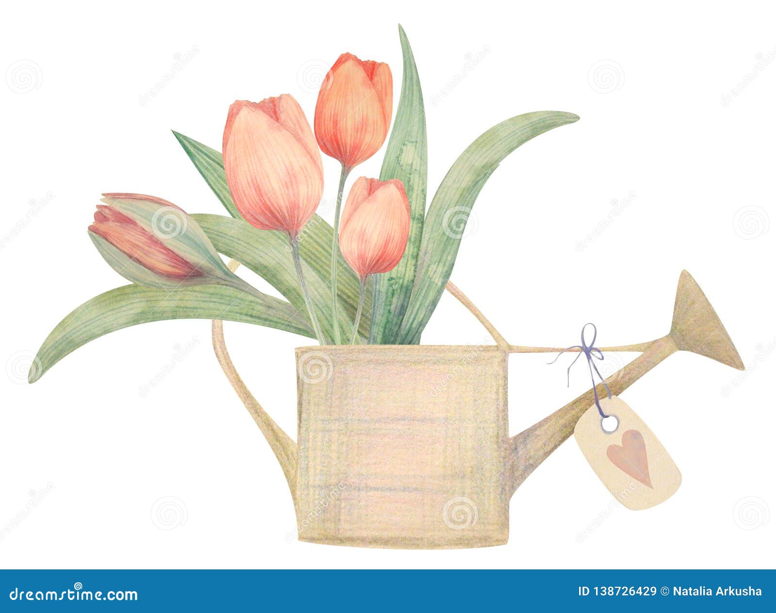 Тюльпаны в лейке рисунок