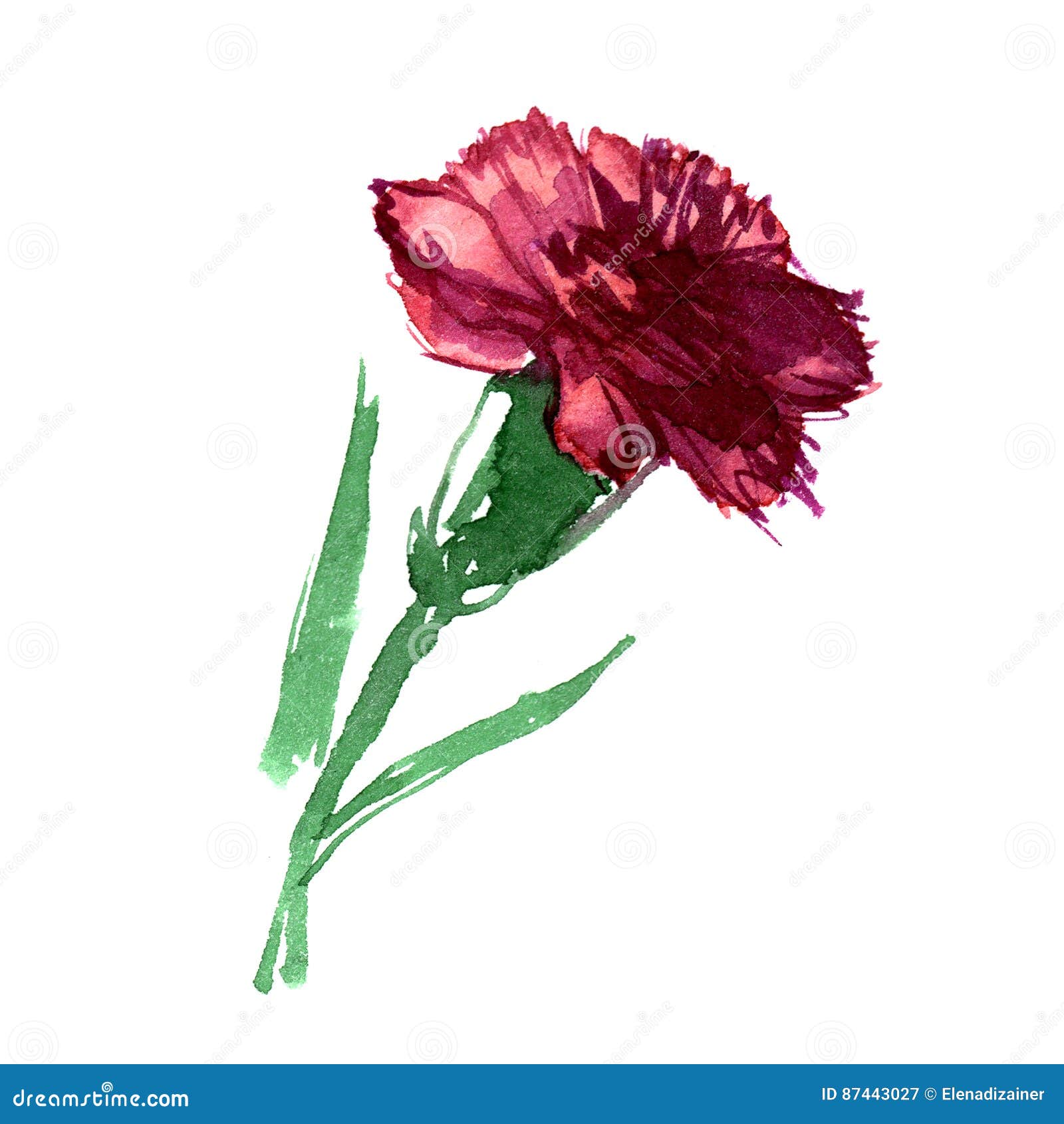 Watercolor Hand Painted Carnation Isolated Stock Illustration