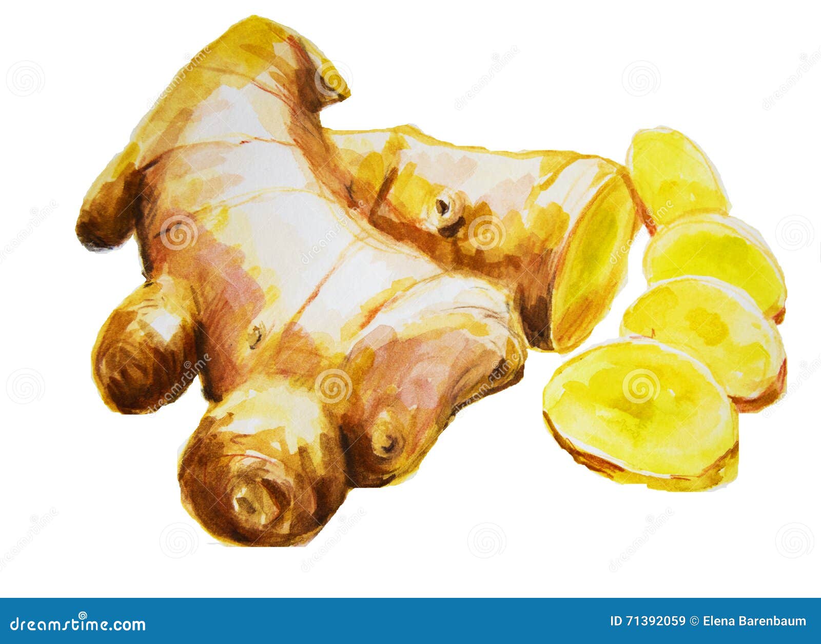 Watercolor Hand Painted Ginger Stock Illustration Illustration of