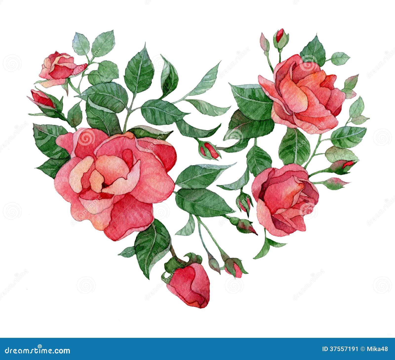 Watercolor Rosebud Isolated on White. Hand Draw Illustrations. Stock Image  - Image of drawing, birthday: 242555941