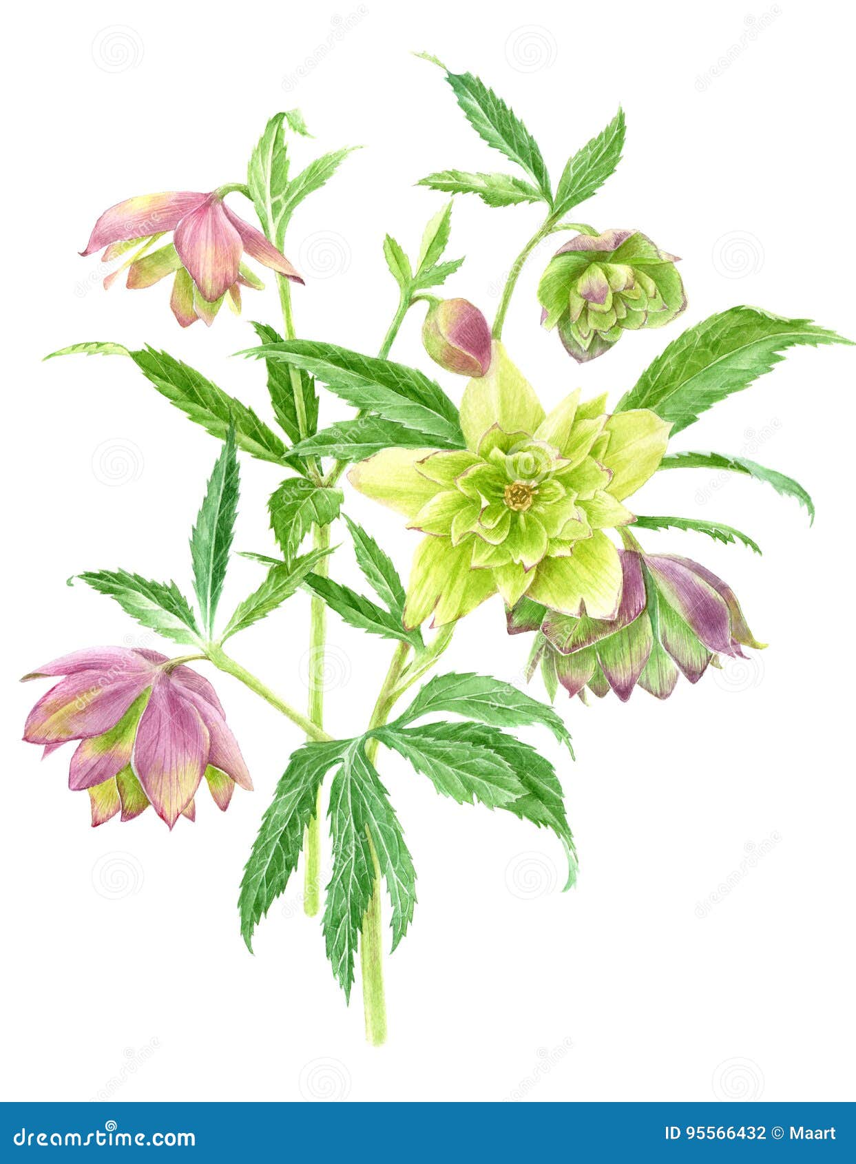 Watercolor Hellebore Flowers Stock Illustration - Illustration of card ...