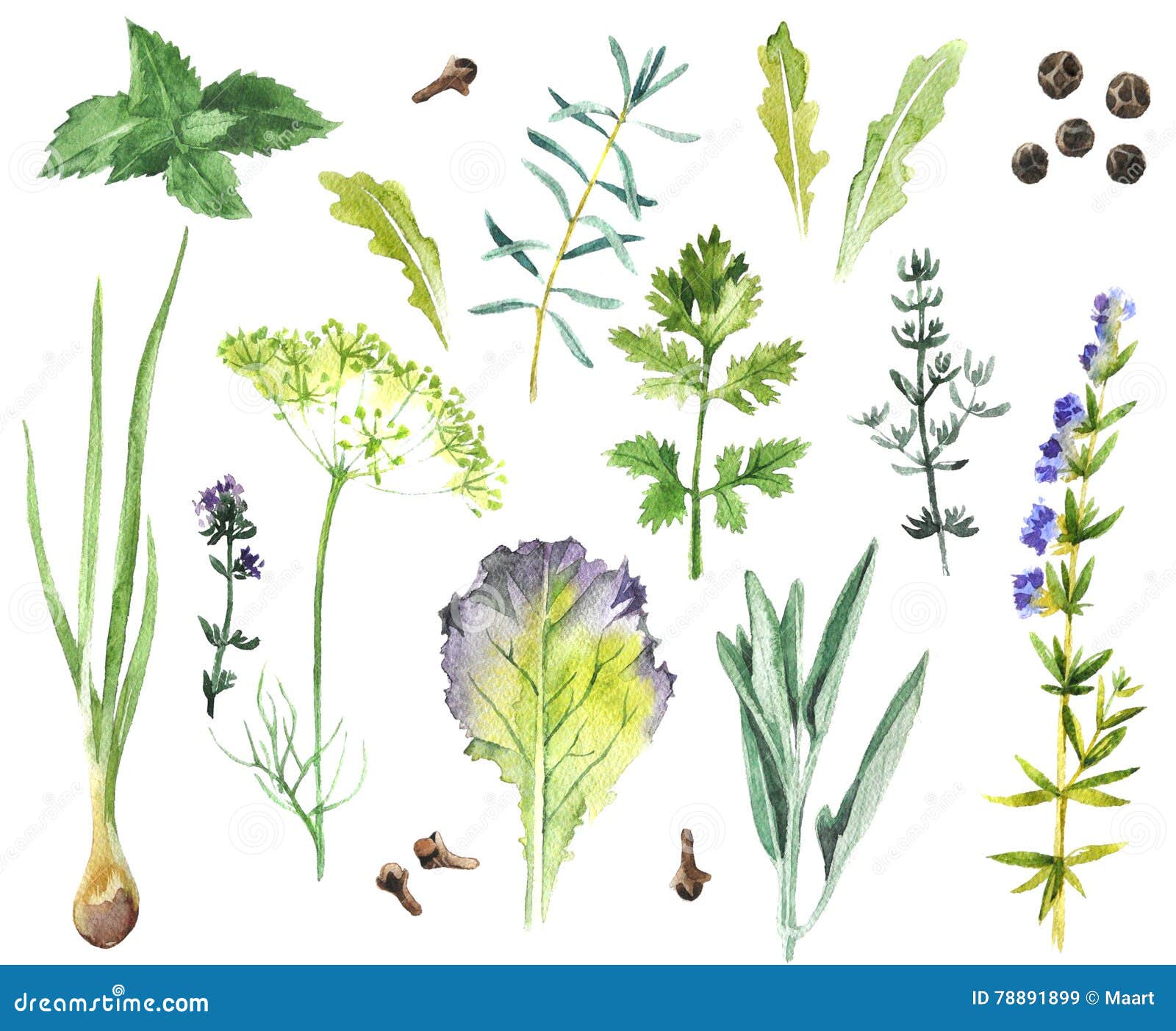 Watercolor Herbs and Spices Collection Stock Illustration