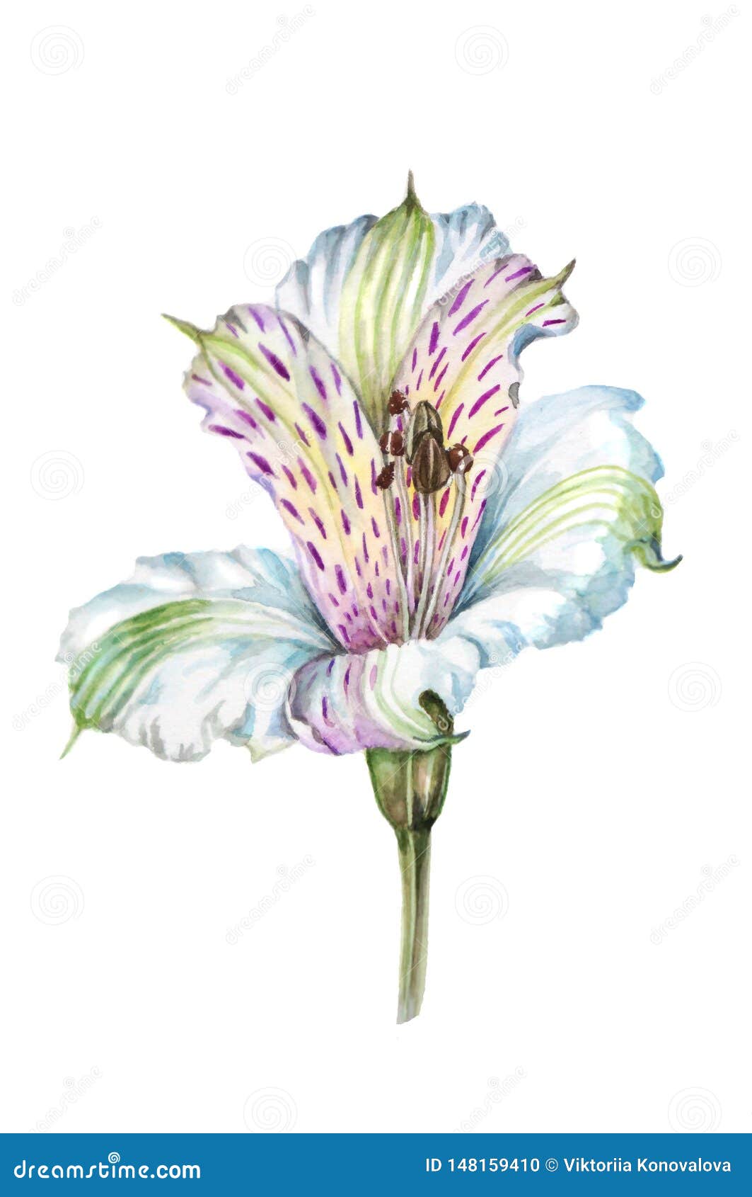 Watercolor Illustration of Beautiful Tropical Flowers of Alstroemeria ...