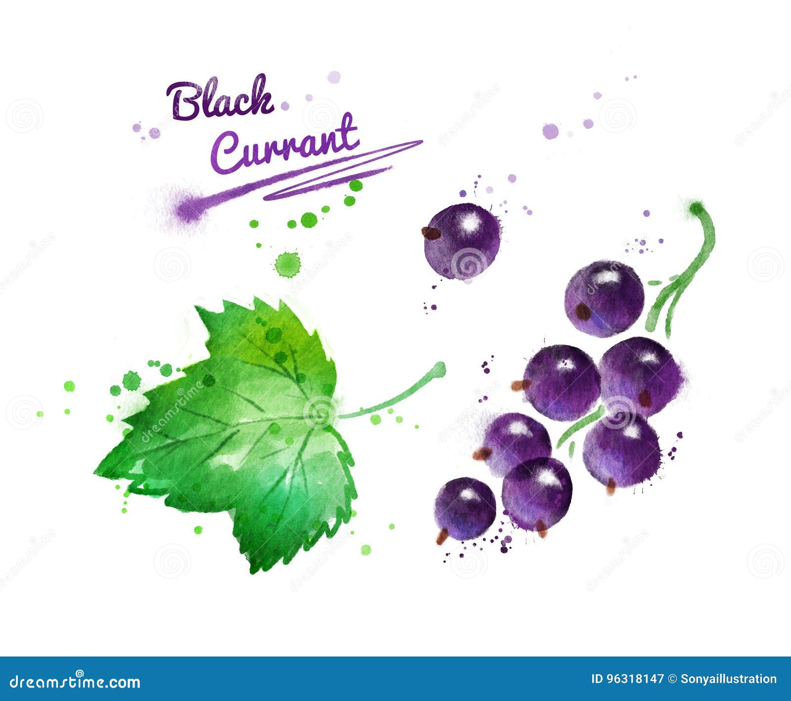 Botanical illustration of black currant hi-res stock photography and images  - Page 2 - Alamy