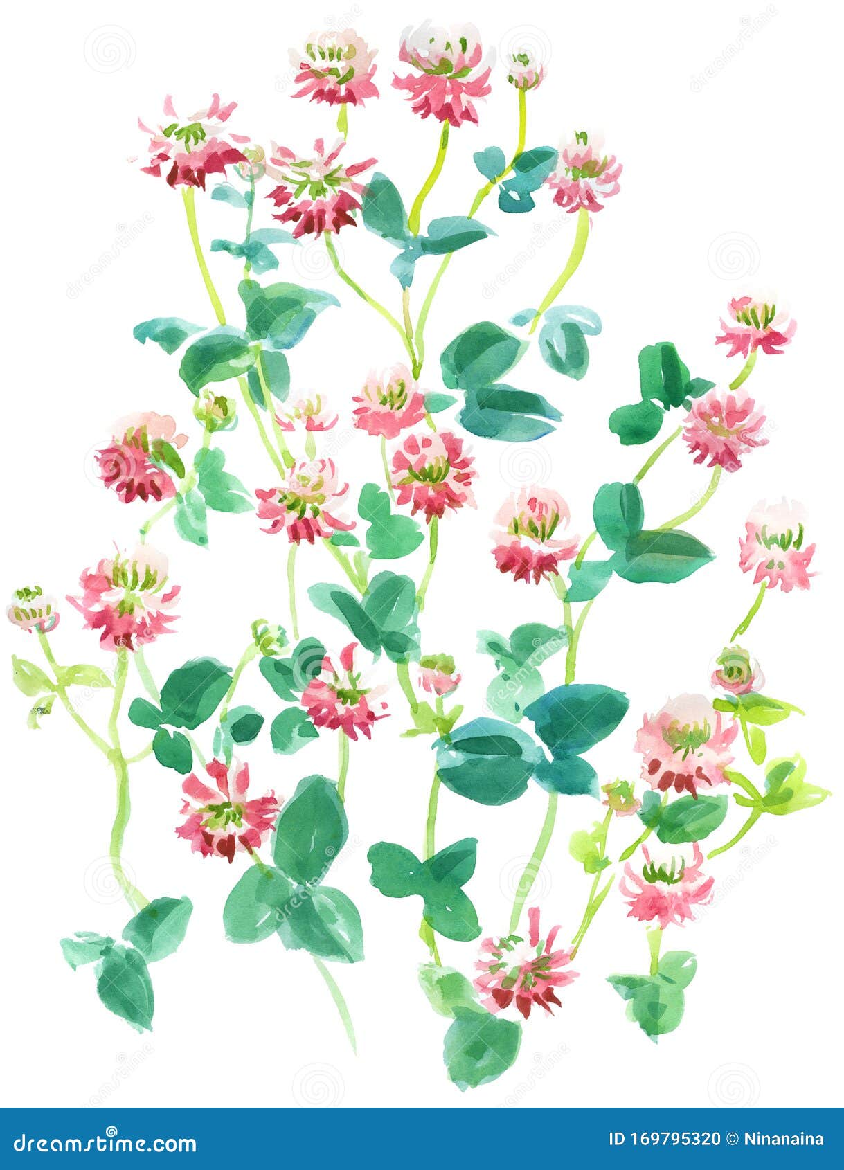 watercolor  of a bunch of summer trefoil