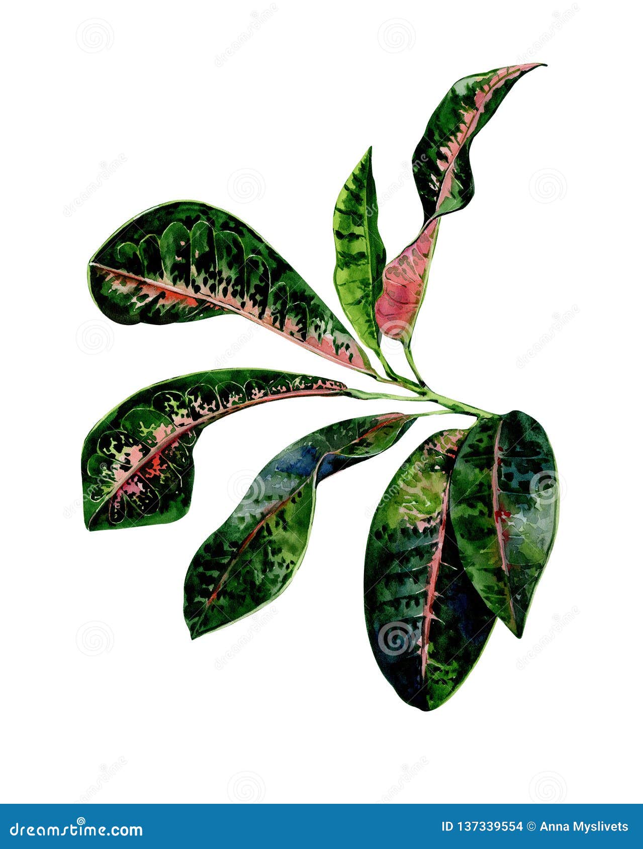 download croton seadiver download croton seadiver