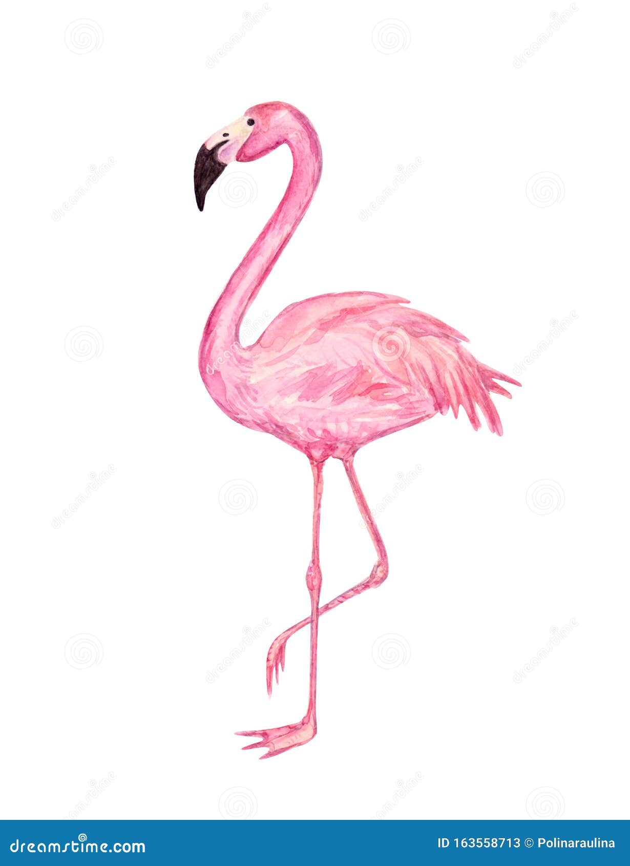 Pink watercolor flamingo. stock image. Illustration of brush - 163558713