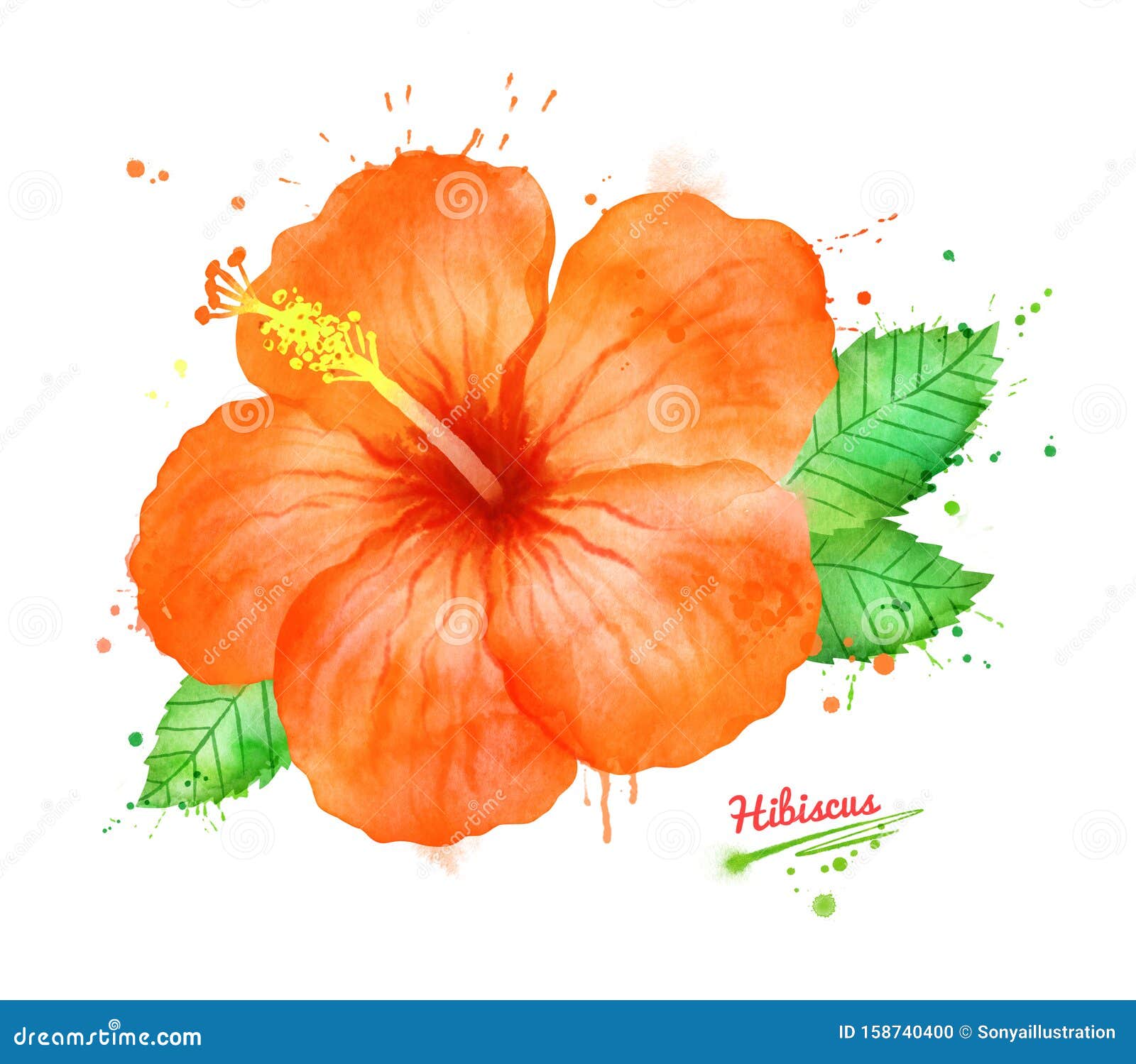 Watercolor Illustration of Hibiscus Flower Stock Illustration -  Illustration of pink, jungle: 158740400