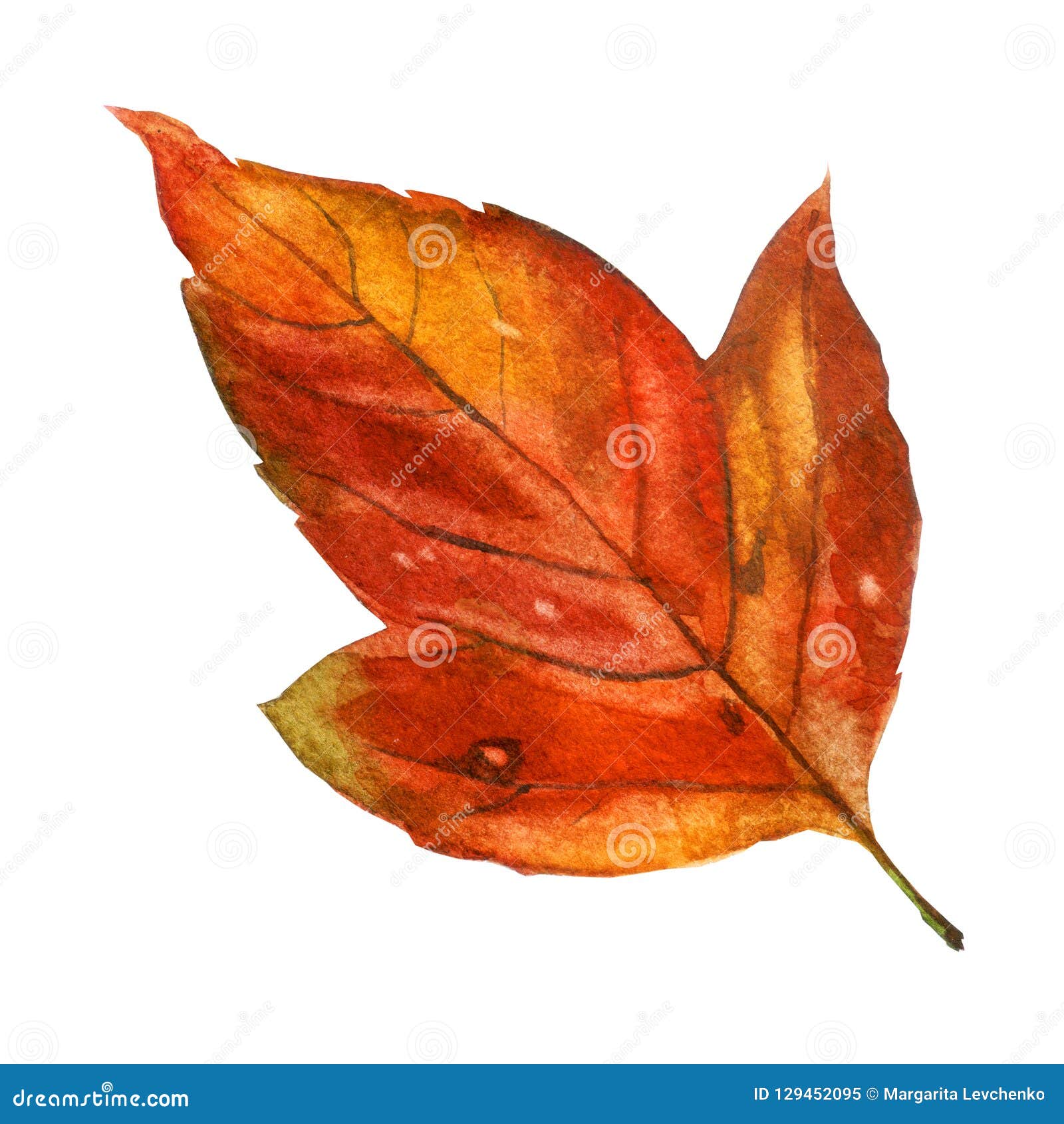 Watercolor Illustration, Image of Autumn Orange Leaf. Stock Illustration Illustration of