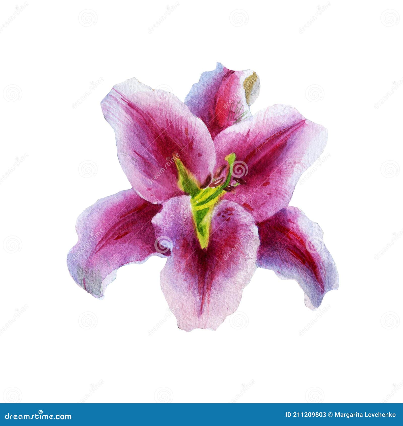 Watercolor Illustration. Lily Flowers. Spring Summer Motive Stock ...