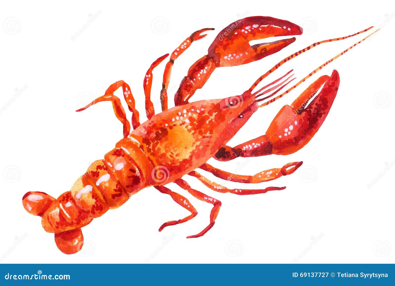 Watercolor Illustration of Lobster Stock Illustration Illustration of