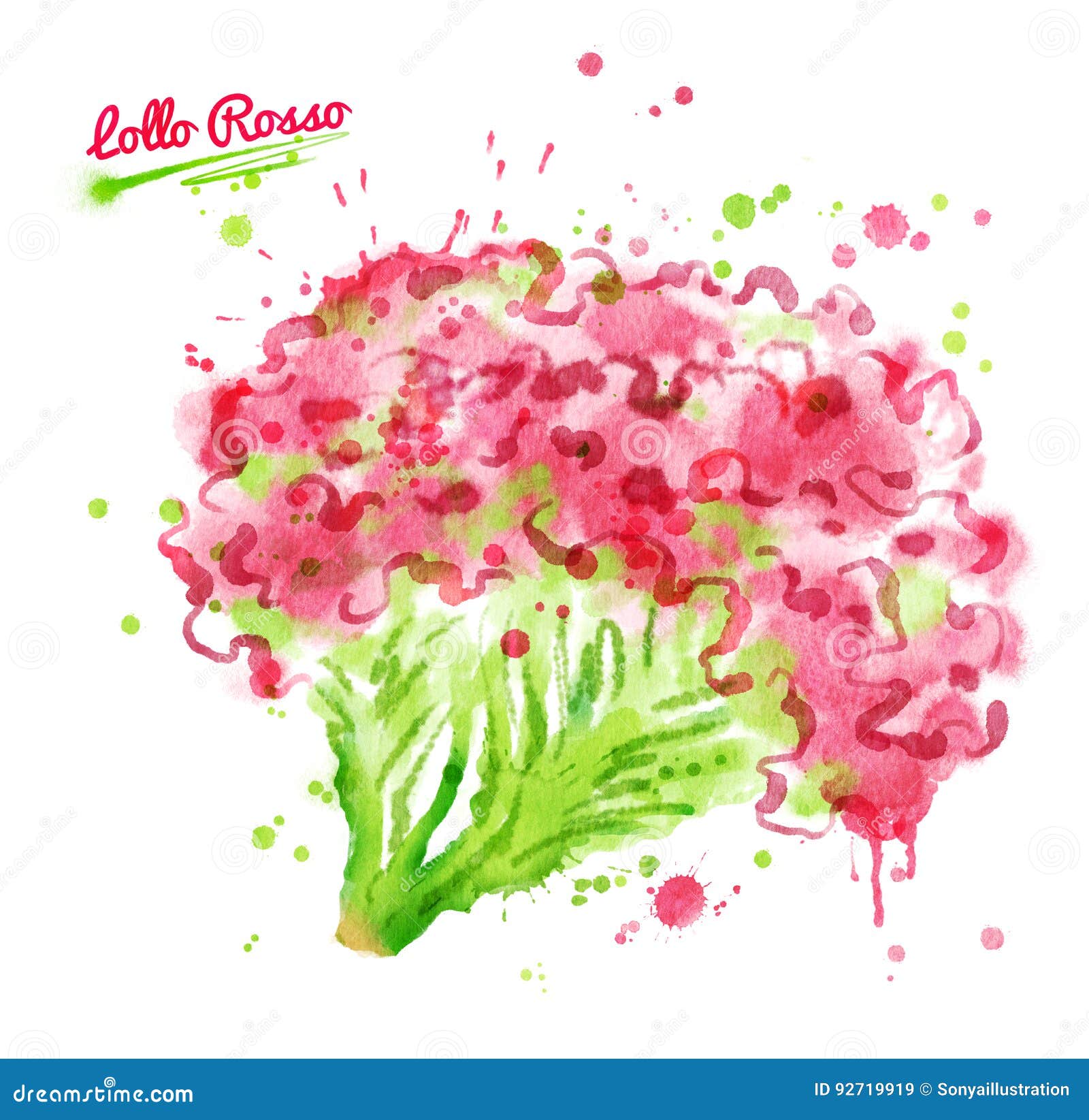 watercolor  of lollo rosso salad