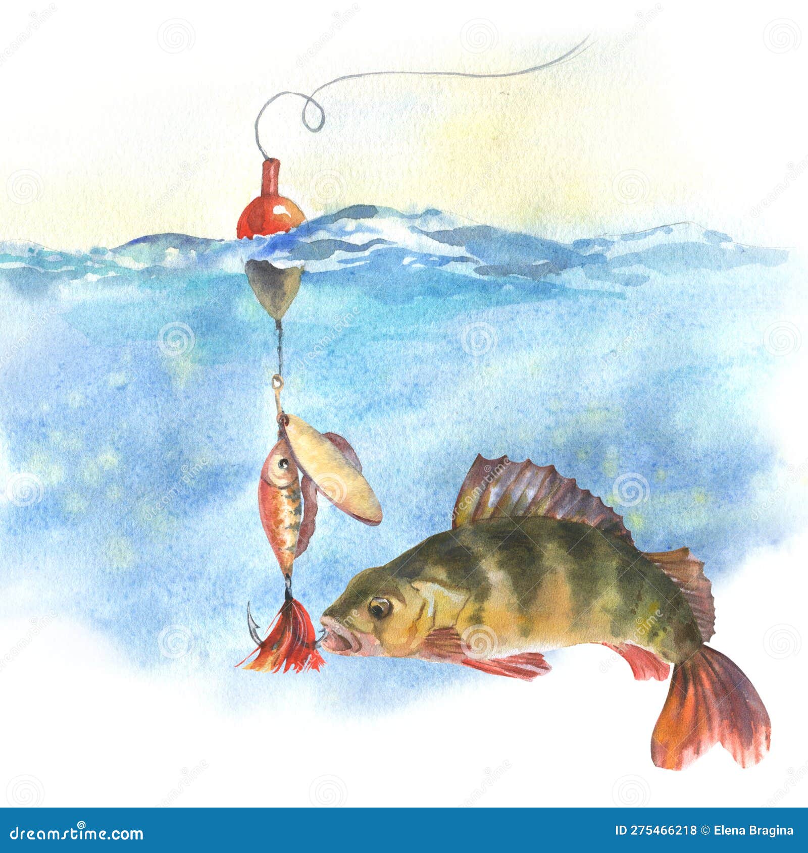 Watercolor Illustration, Perch Swims Up To a Fishing Hook with Bait  Underwater, Isolated on a White Background Stock Photo - Image of fishing,  floater: 275466218