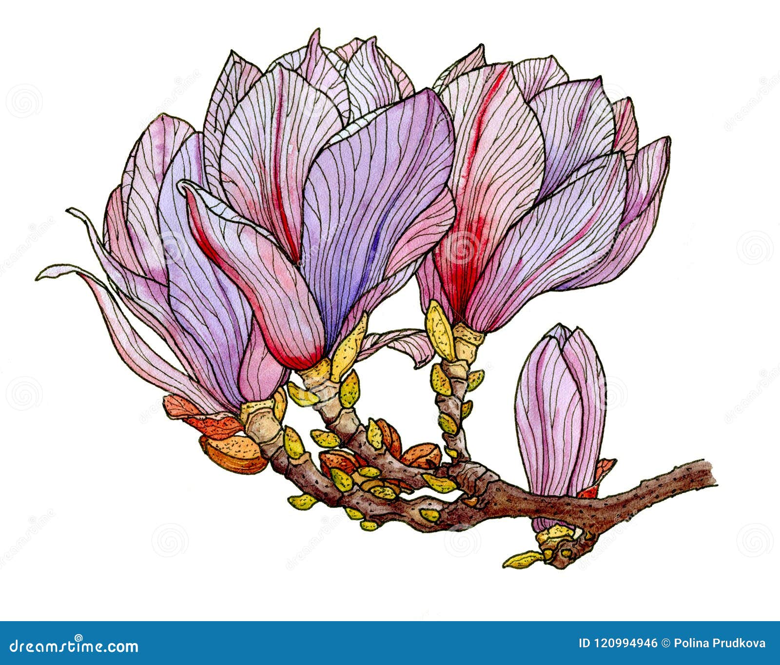 Magnolia flower stock illustration. Illustration of isolated - 120994946